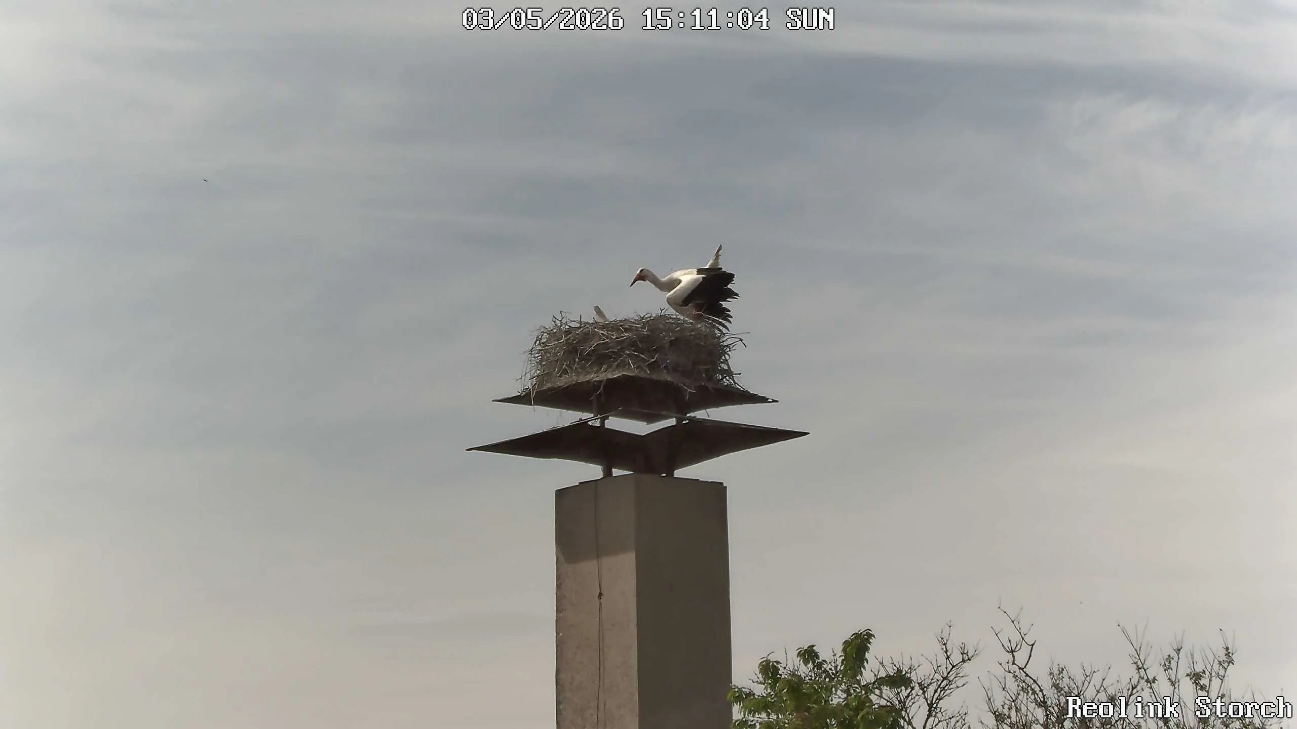 Storchencam Bild