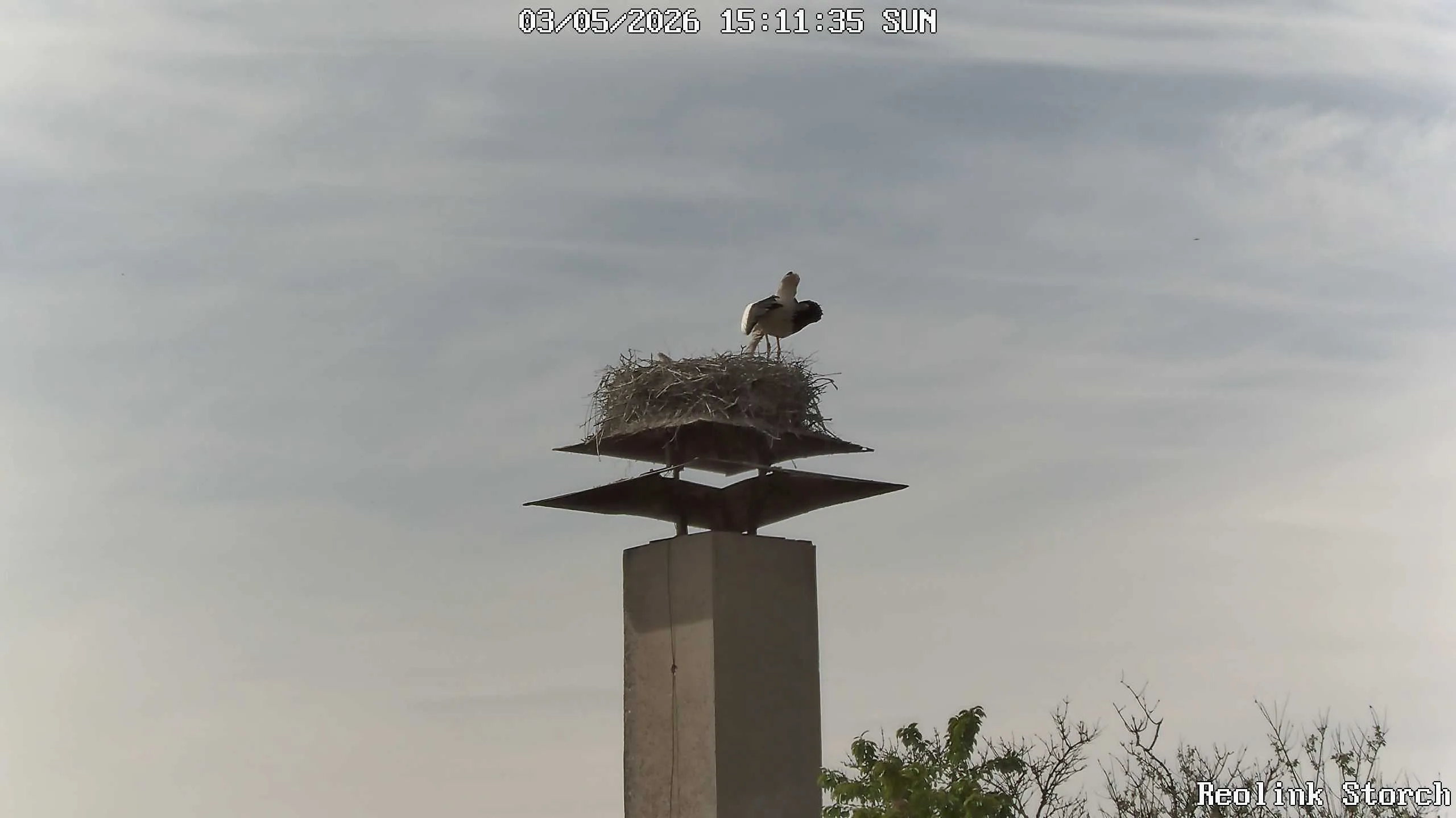 Storchencam Bild