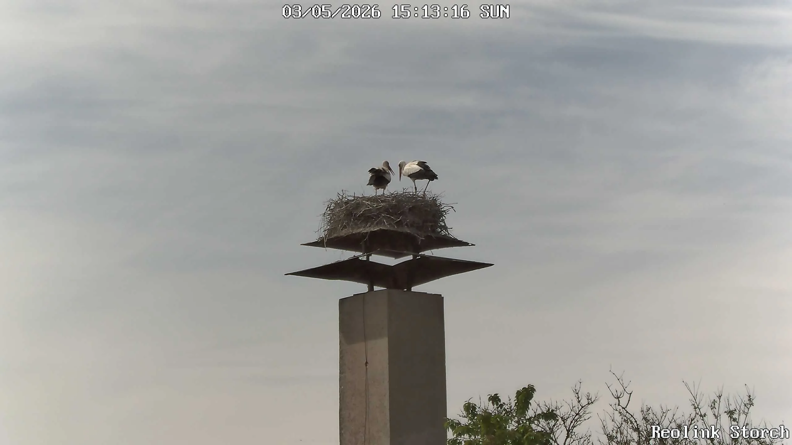 Storchencam Bild