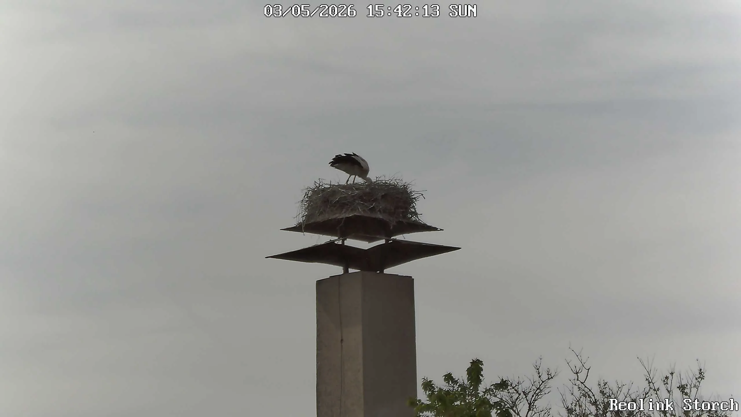 Storchencam Bild