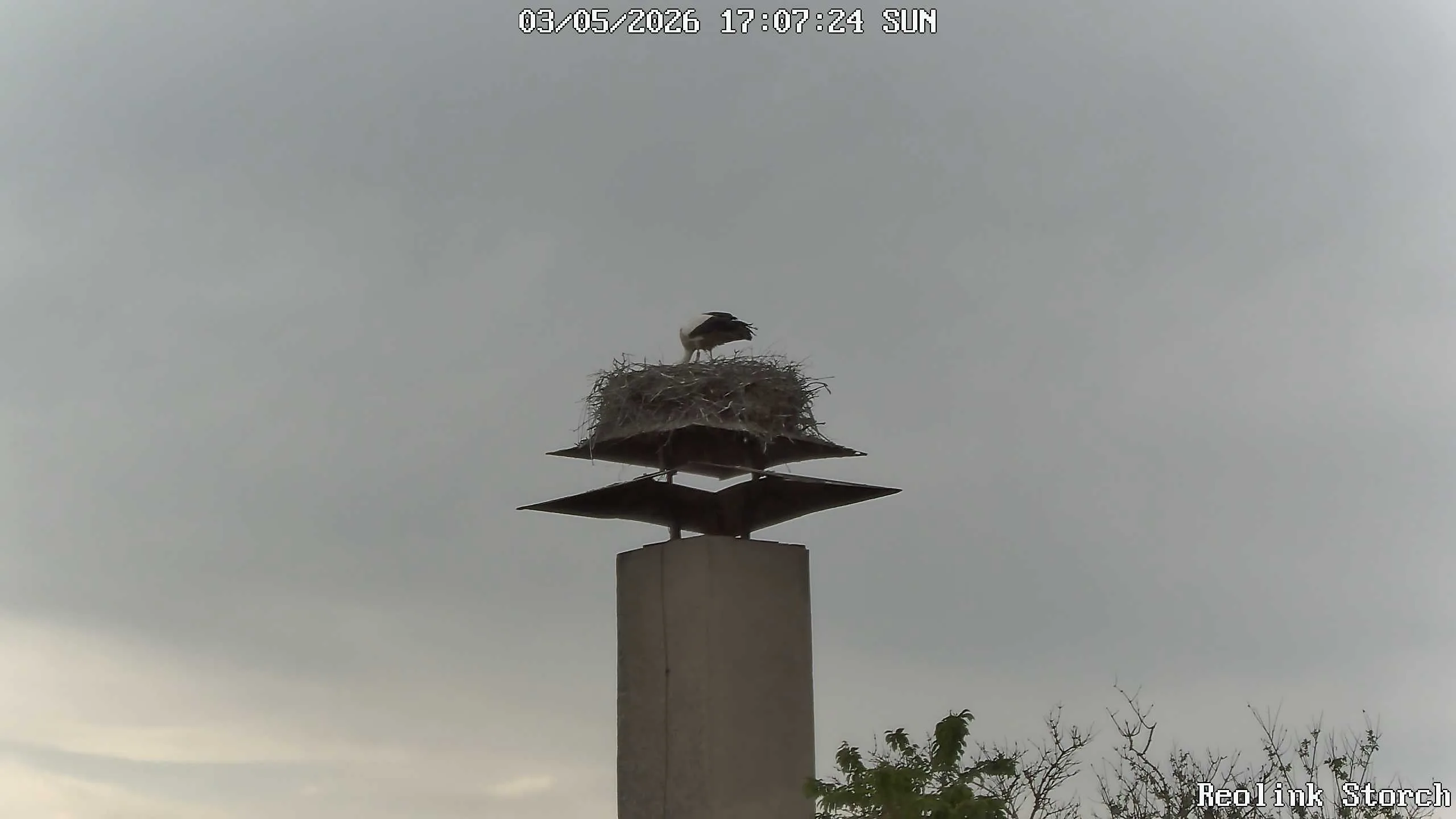 Storchencam Bild