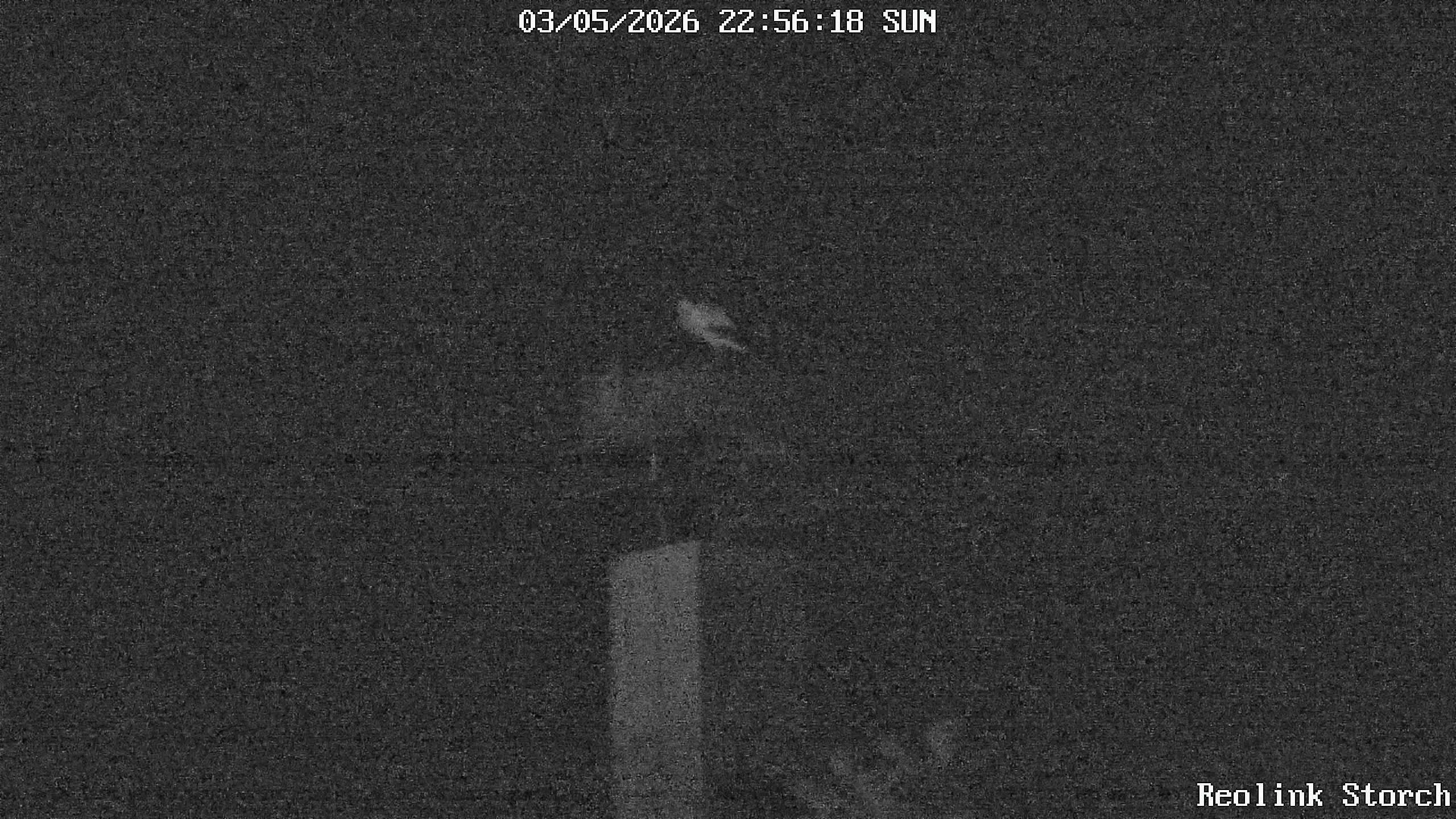Storchencam Bild