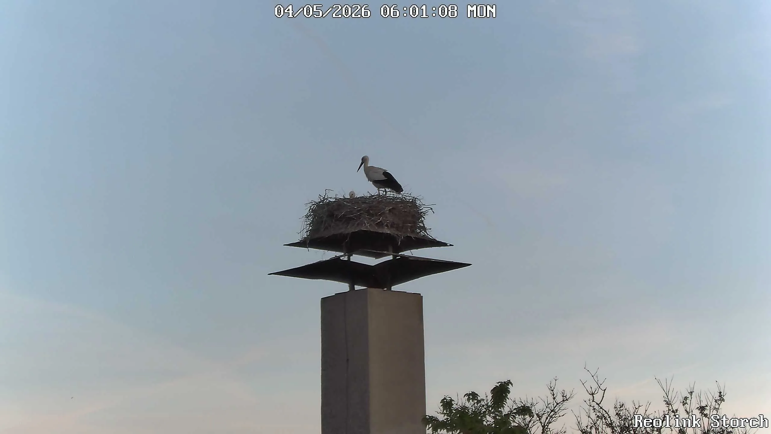 Storchencam Bild