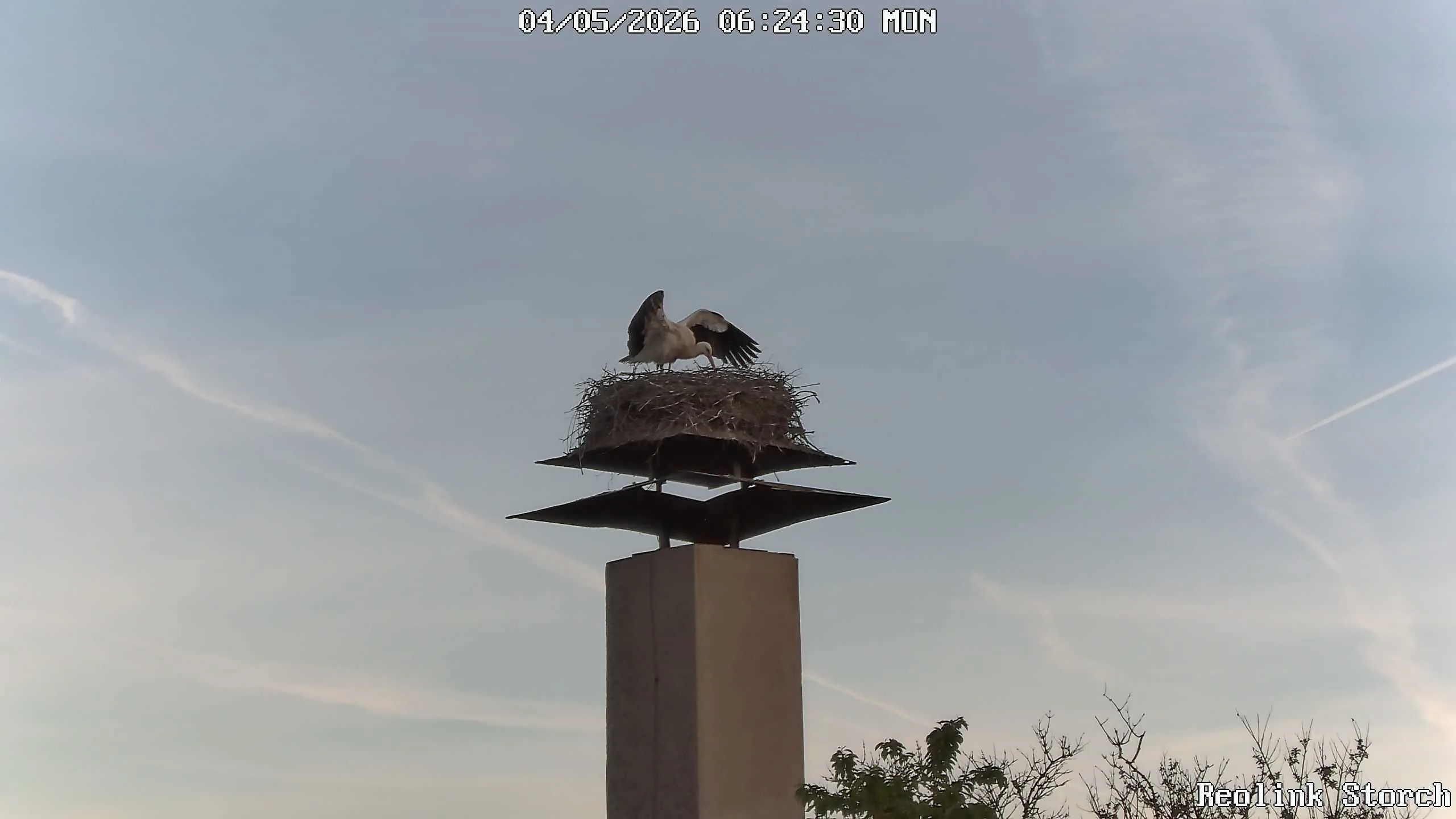 Storchencam Bild