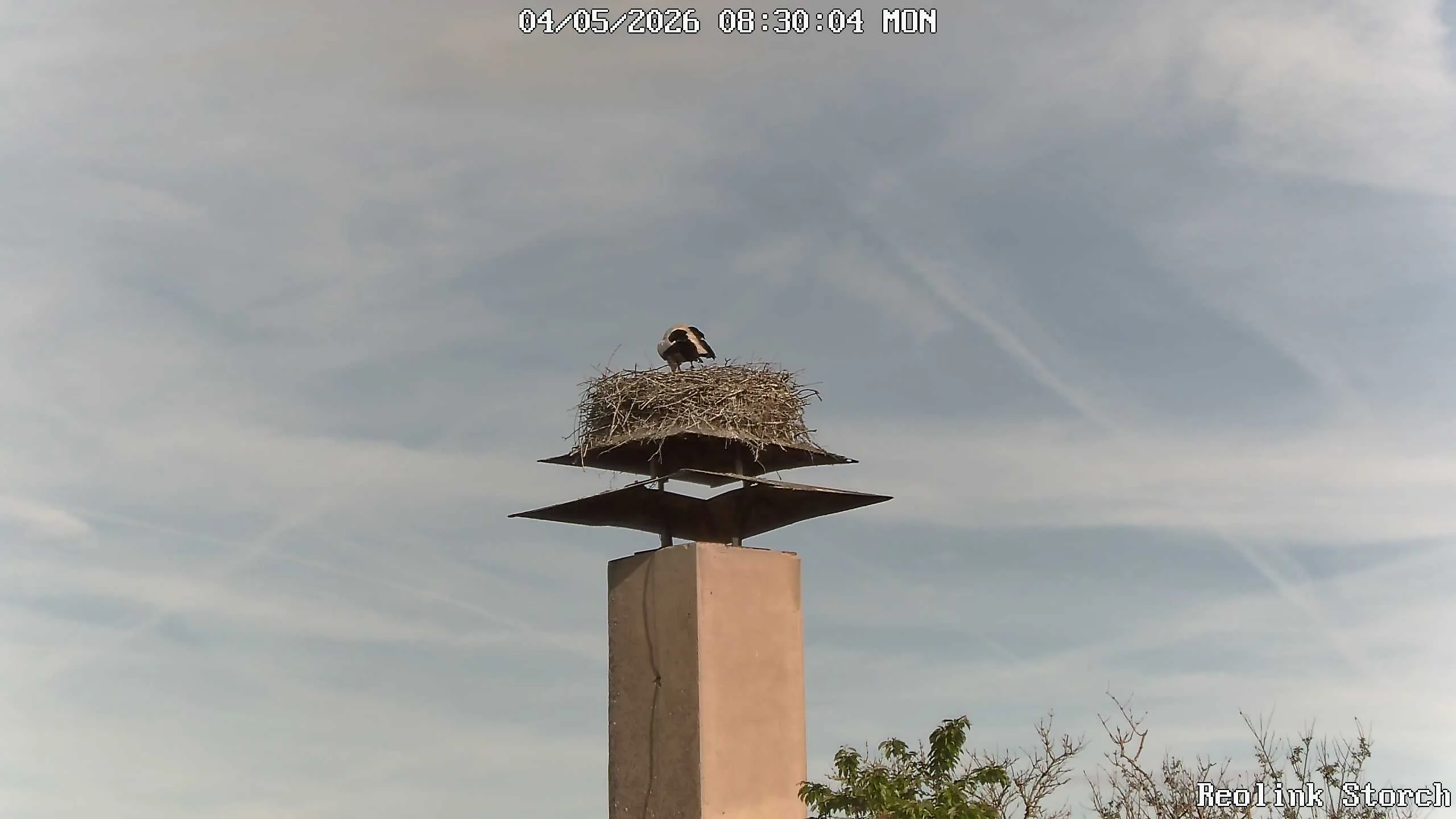 Storchencam Bild