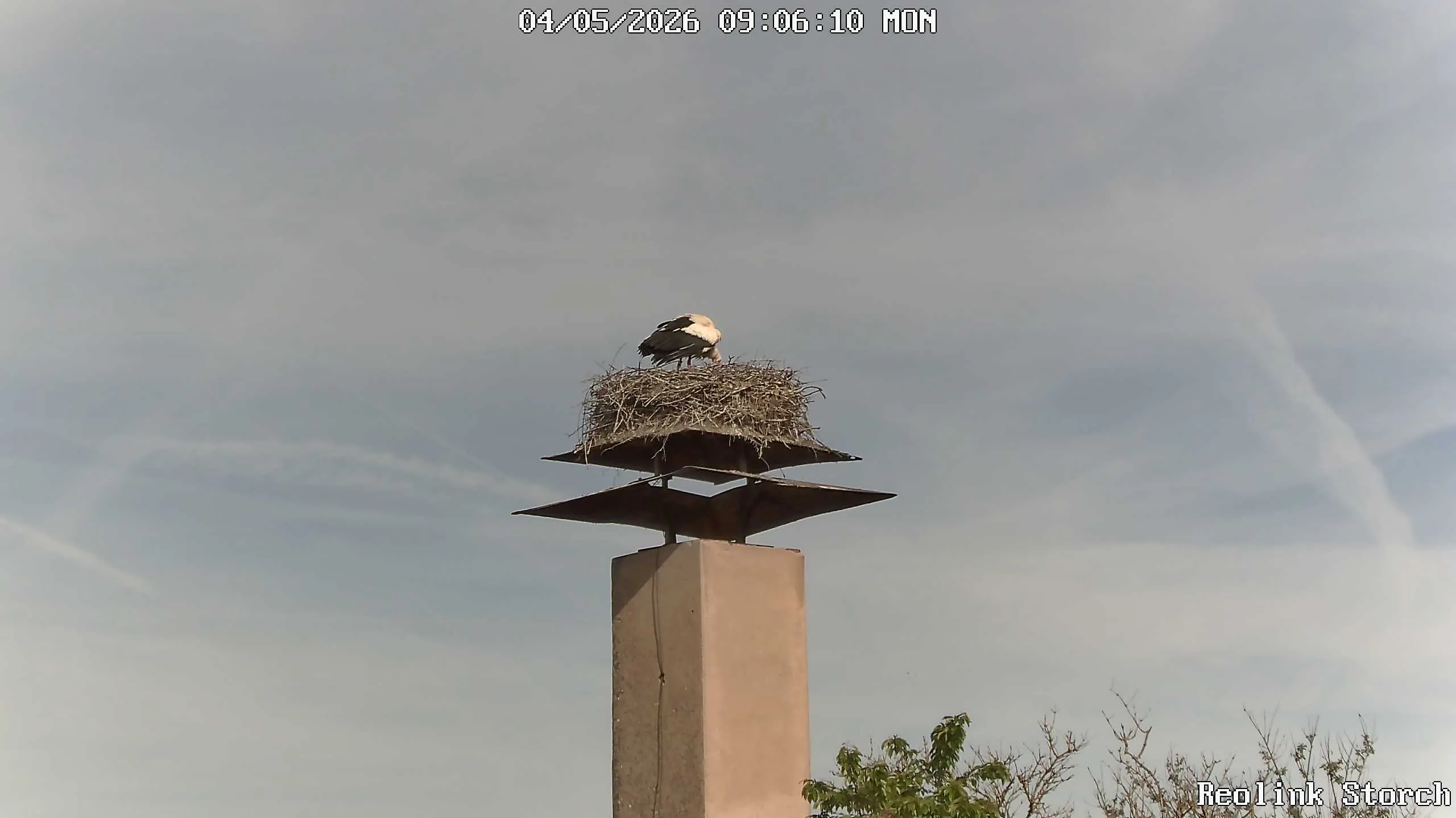 Storchencam Bild
