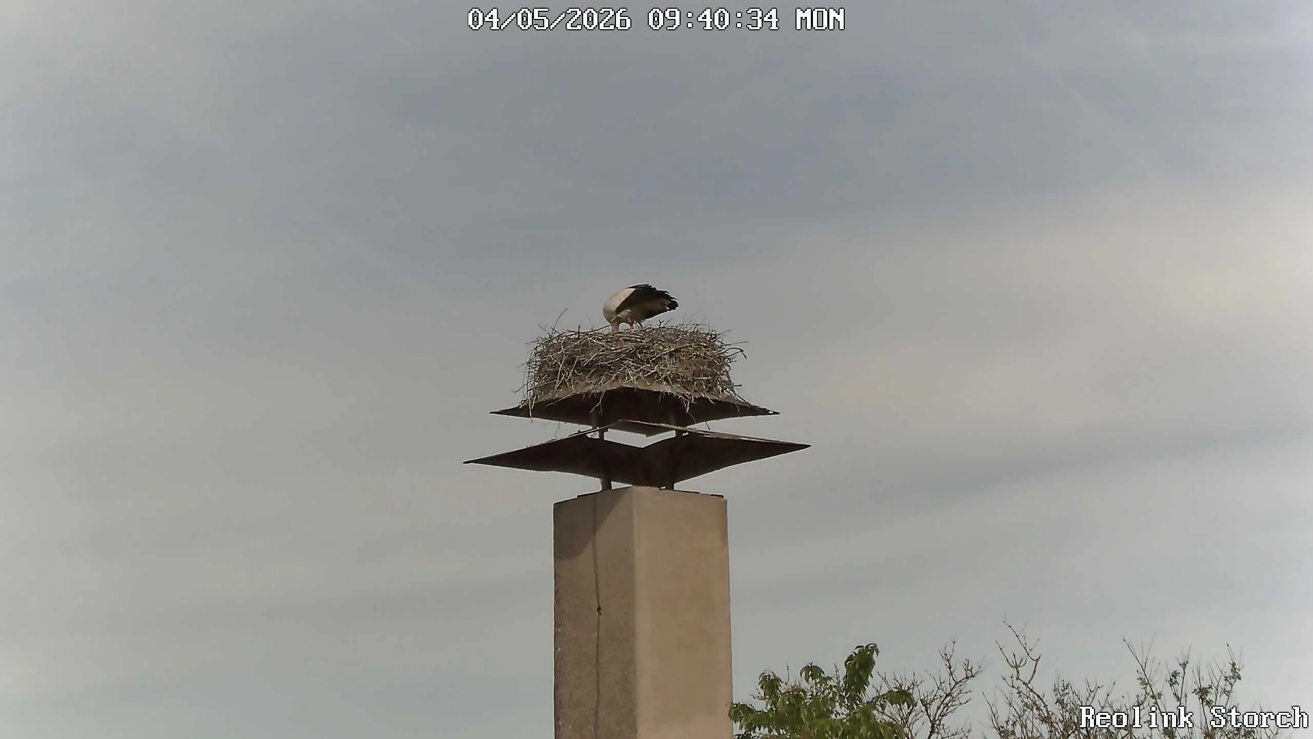 Storchencam Bild