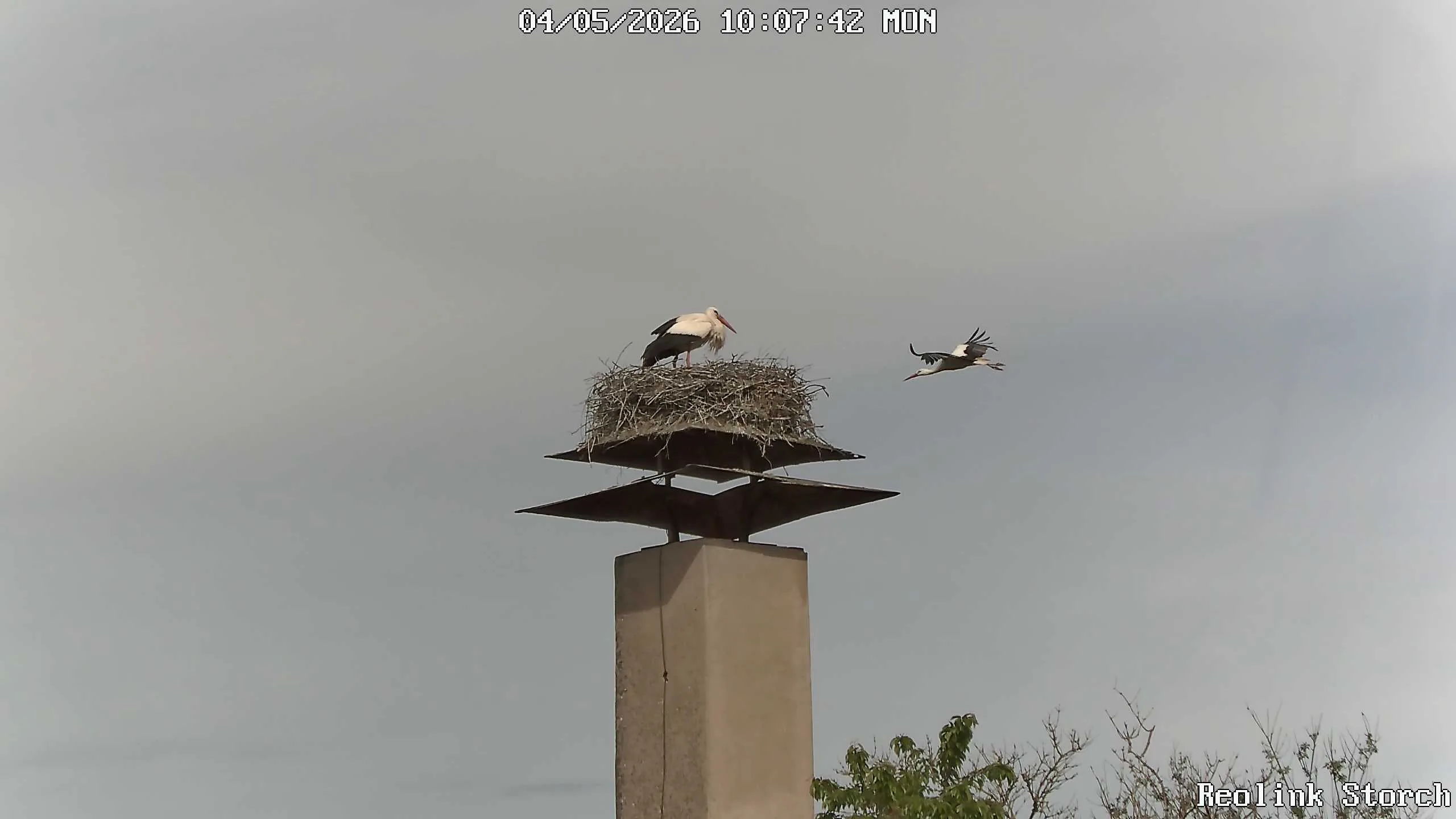 Storchencam Bild