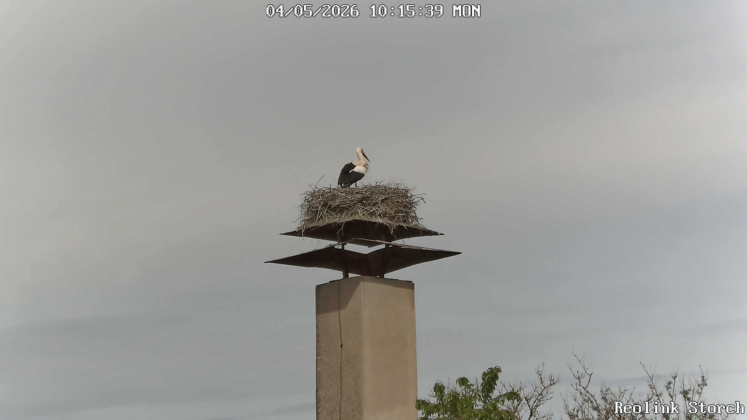 Storchencam Bild