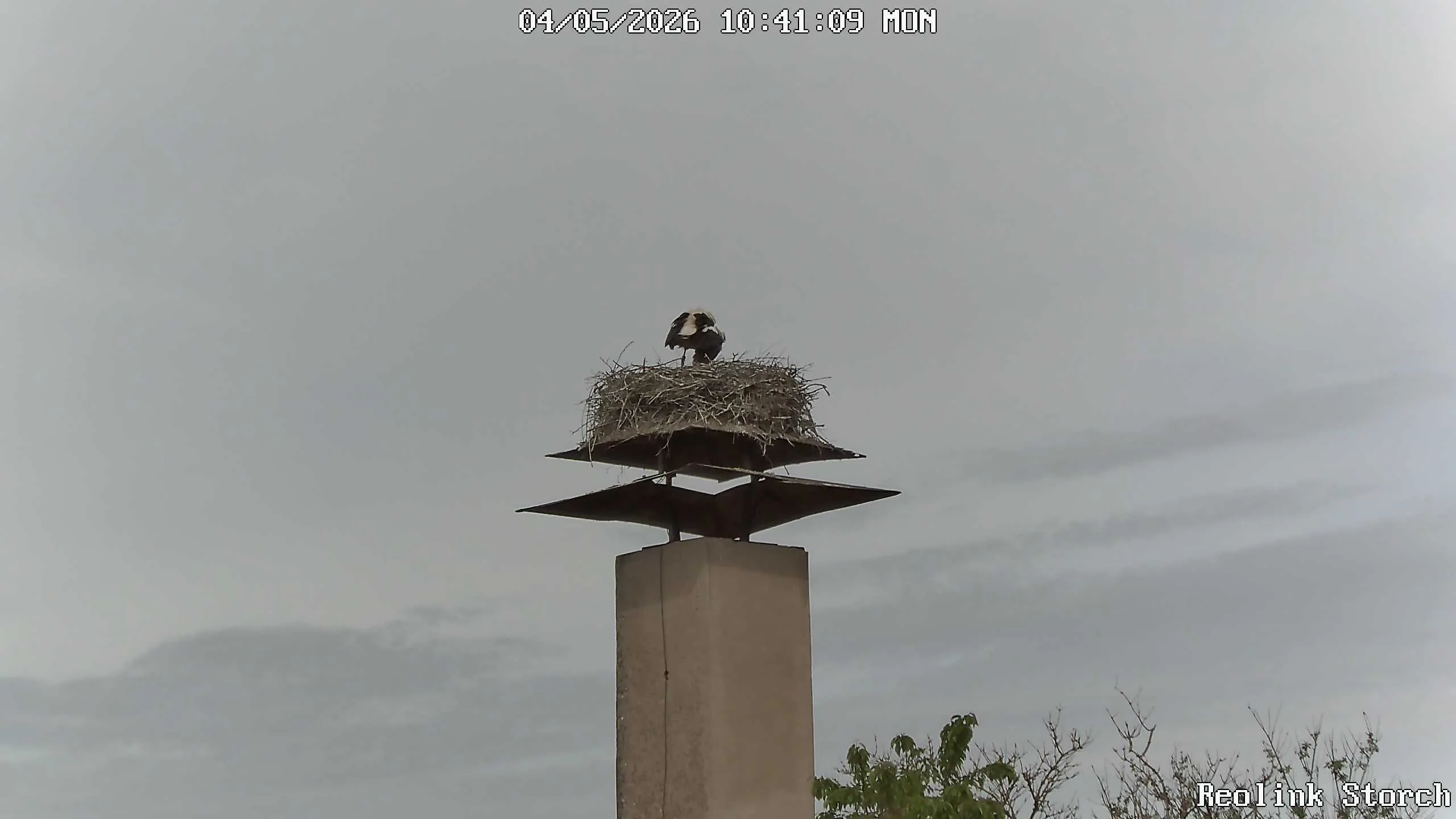 Storchencam Bild