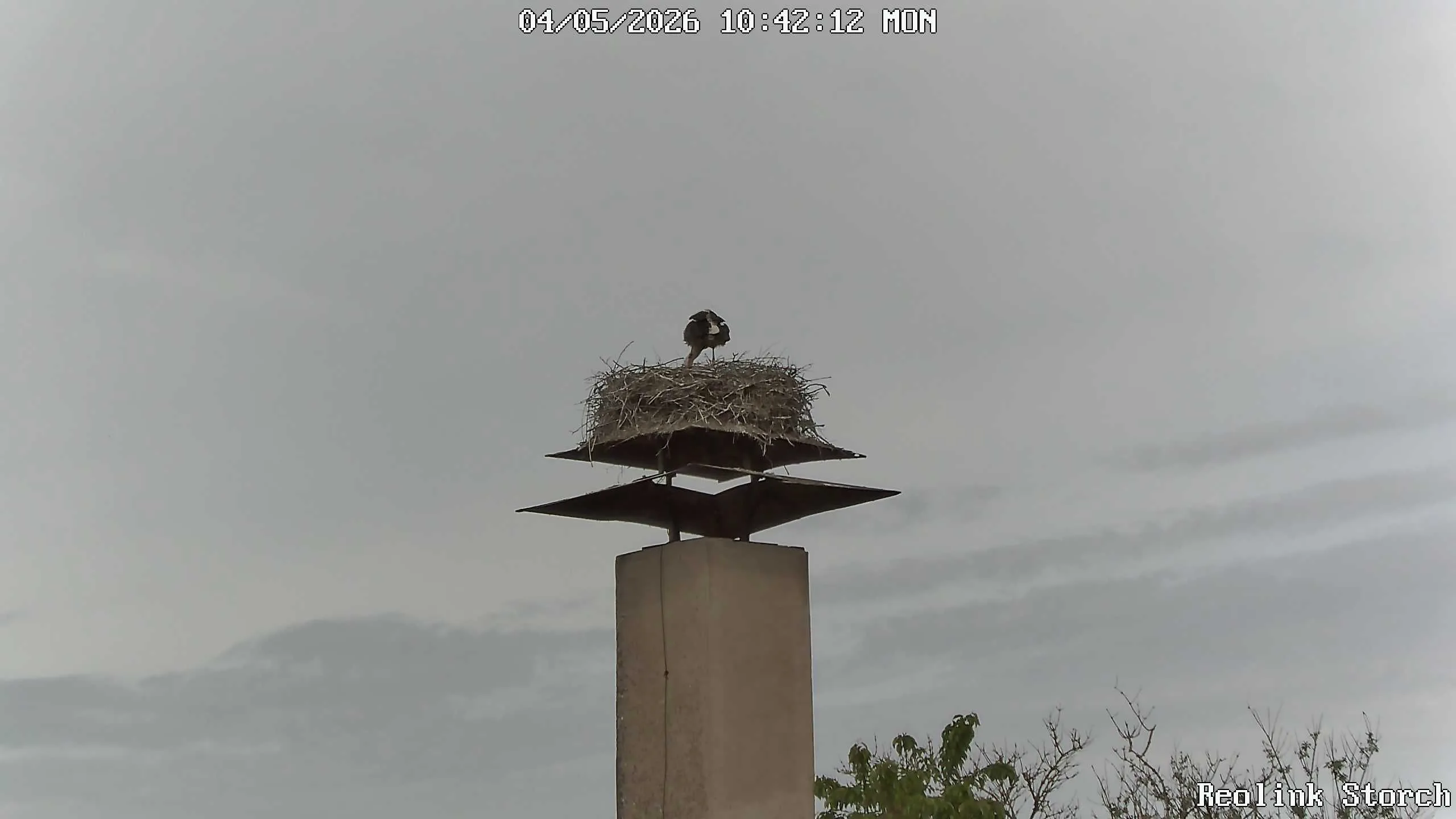 Storchencam Bild