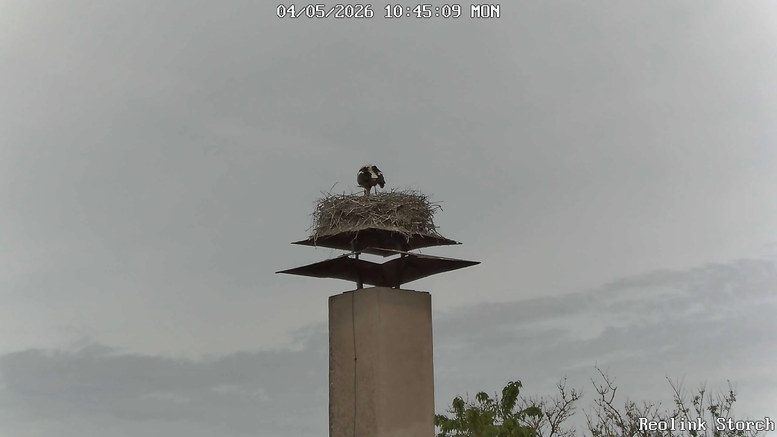 Storchencam Bild