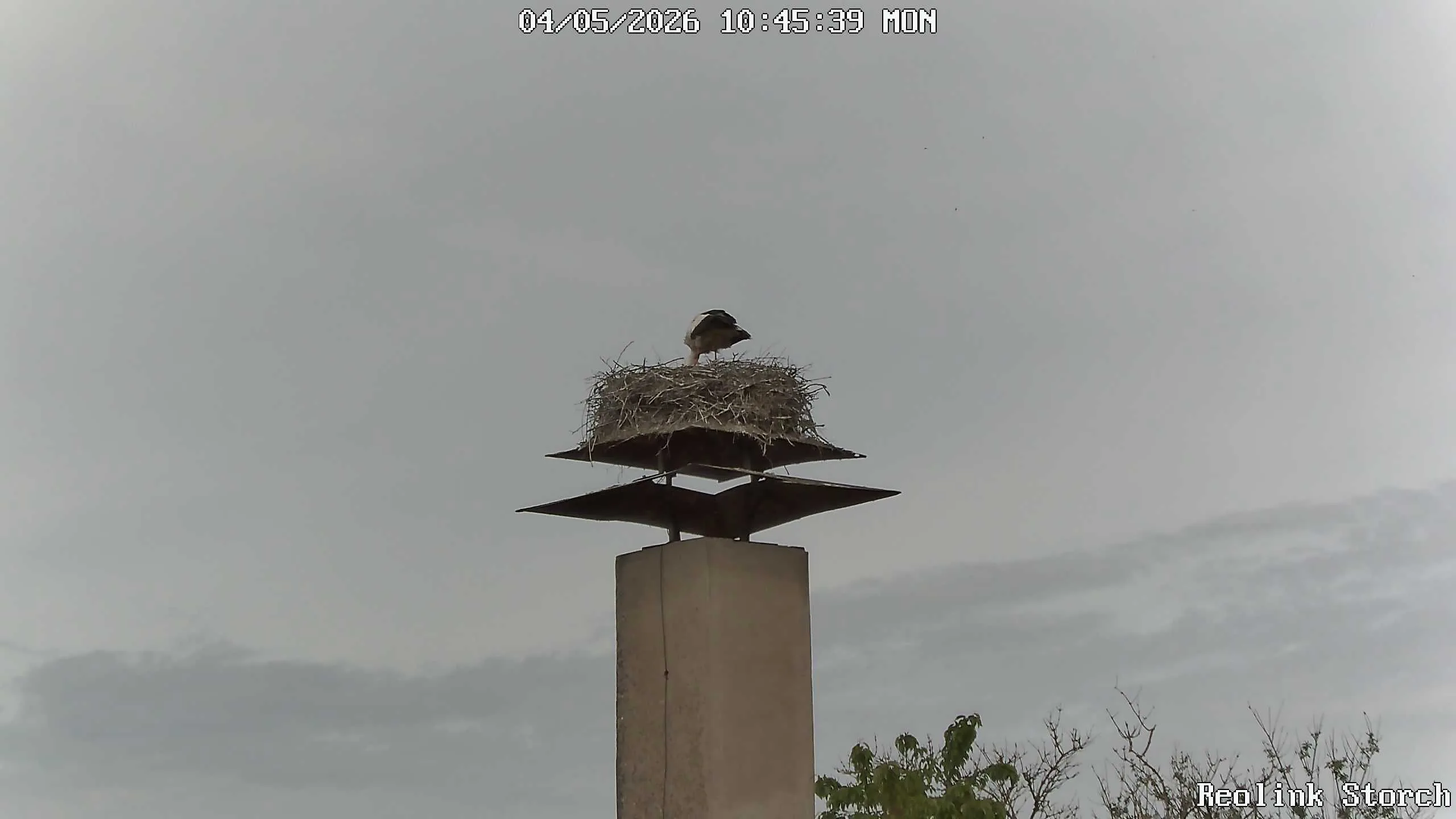 Storchencam Bild