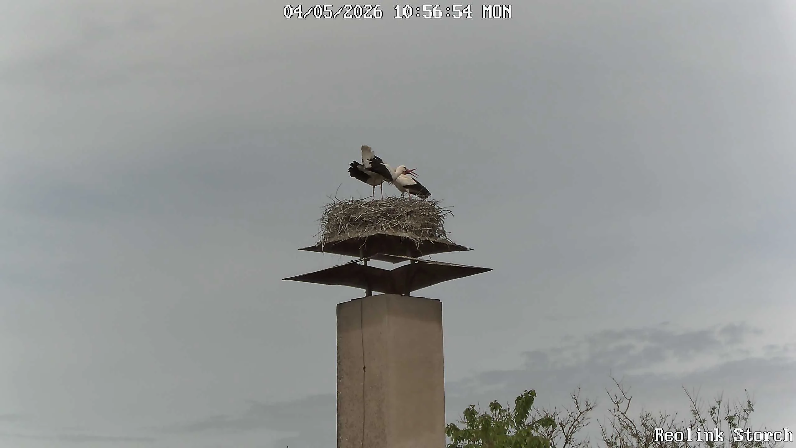 Storchencam Bild