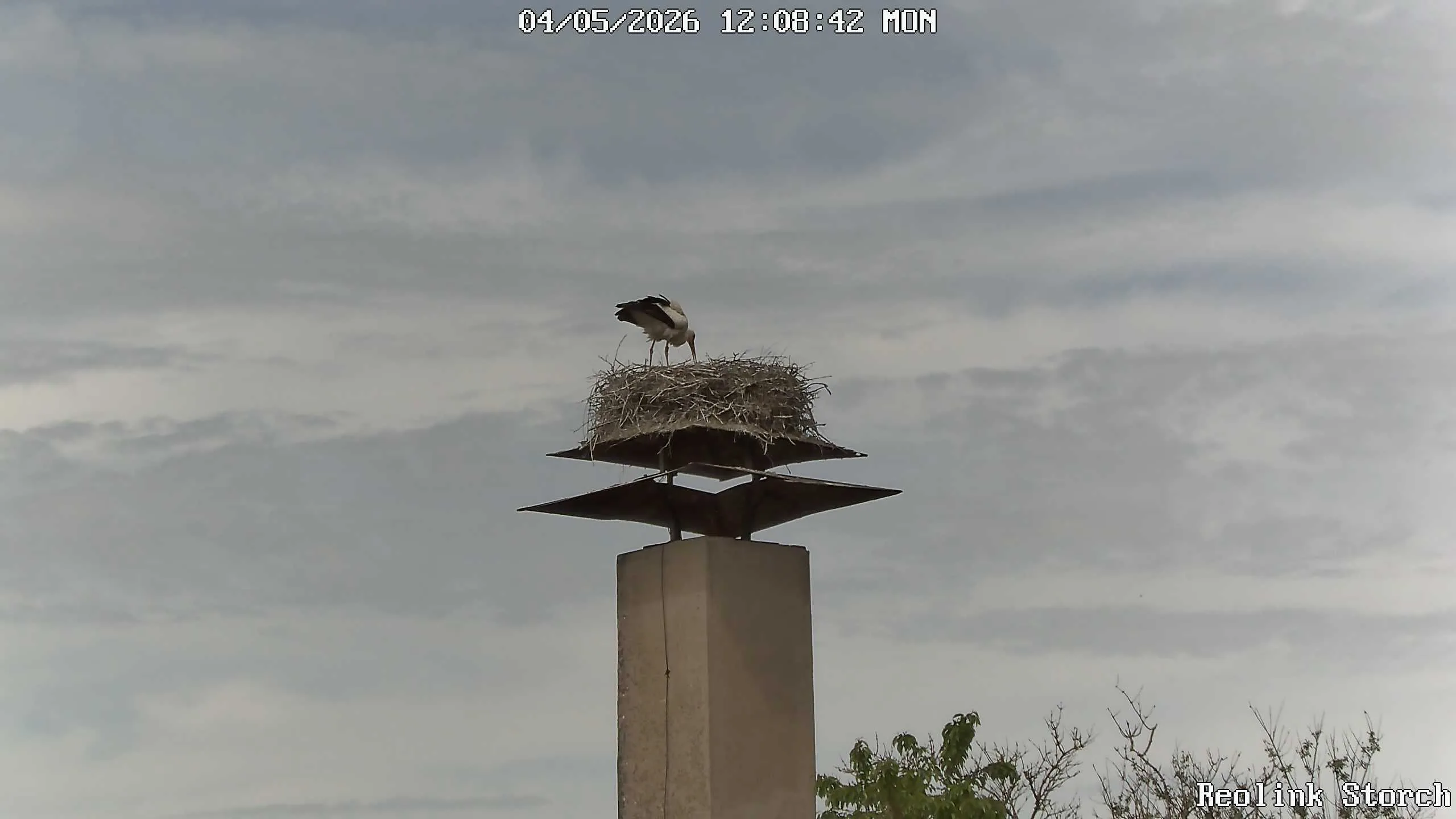 Storchencam Bild