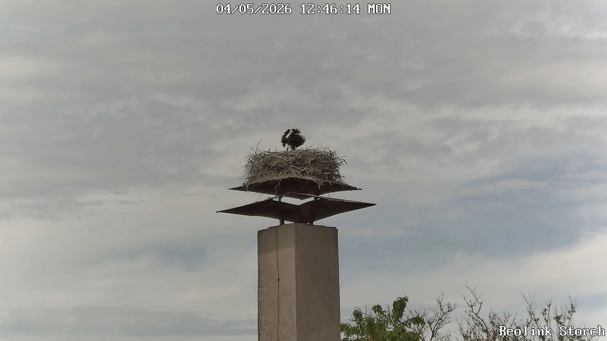 Storchencam Bild