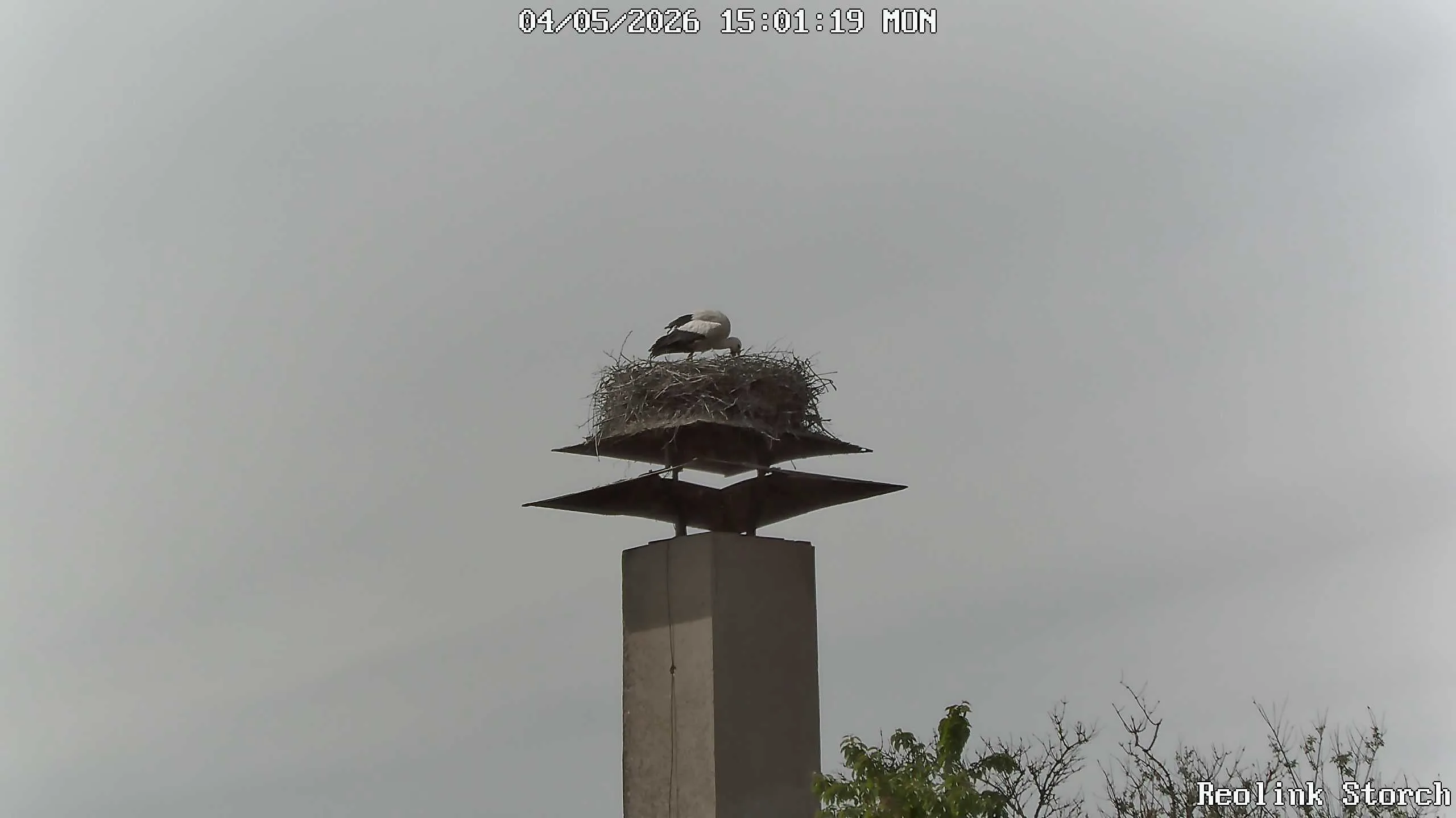 Storchencam Bild