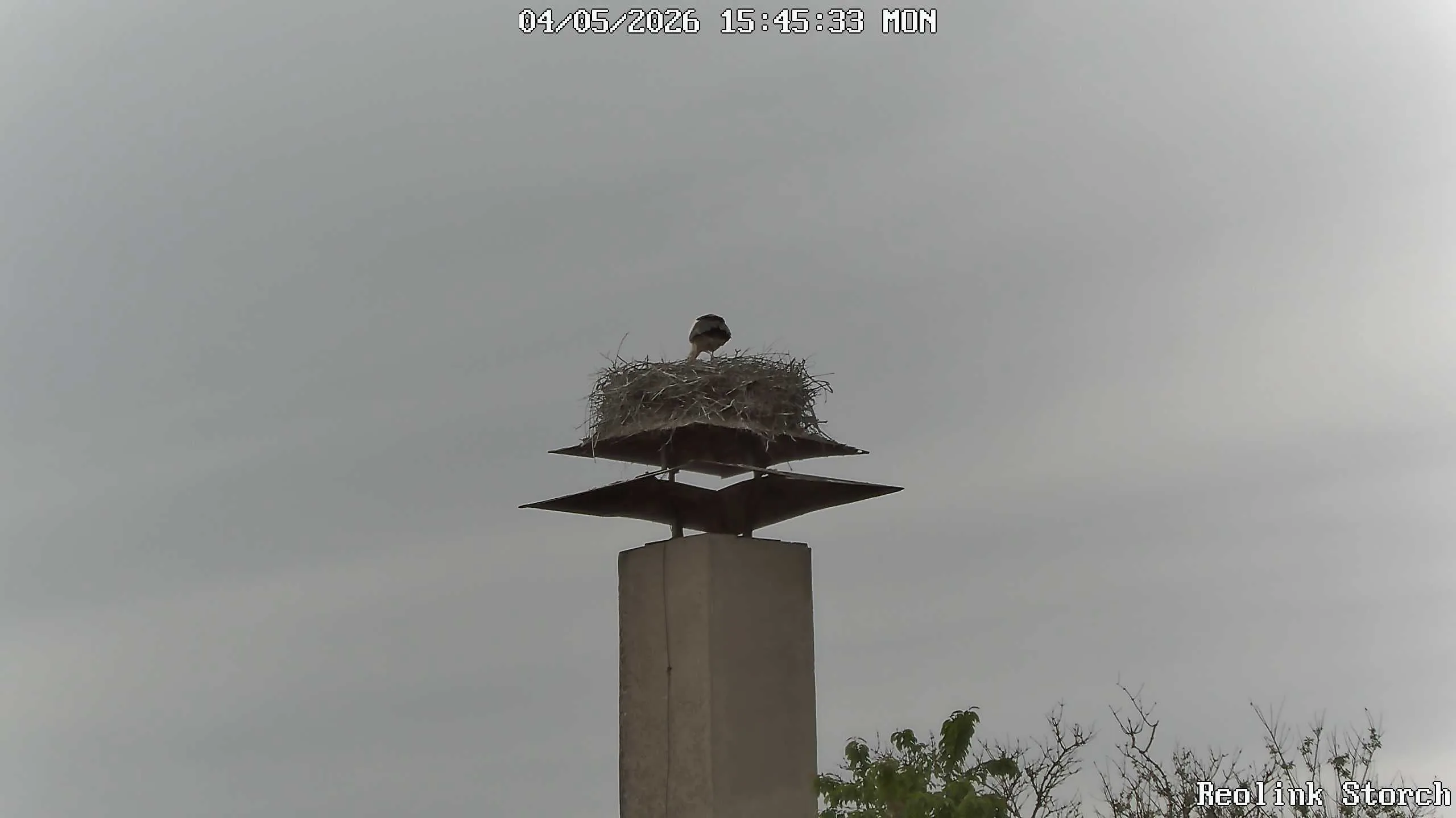 Storchencam Bild
