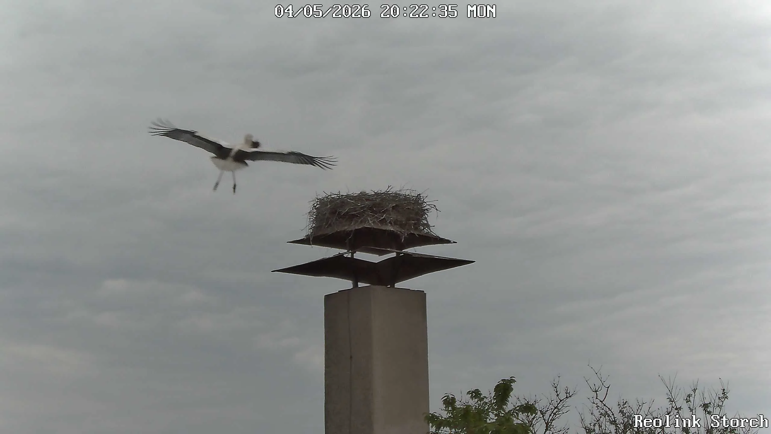 Storchencam Bild