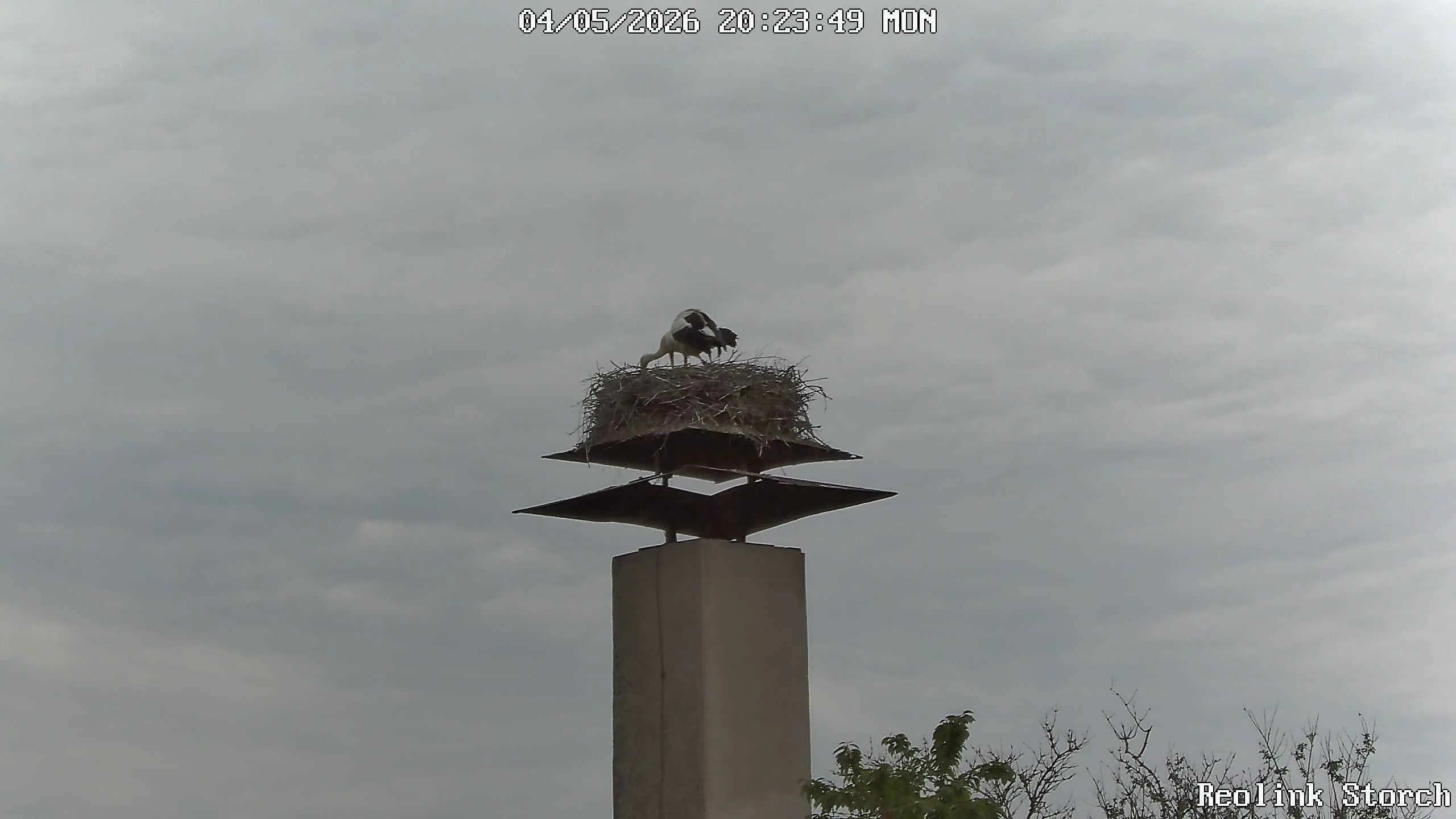 Storchencam Bild
