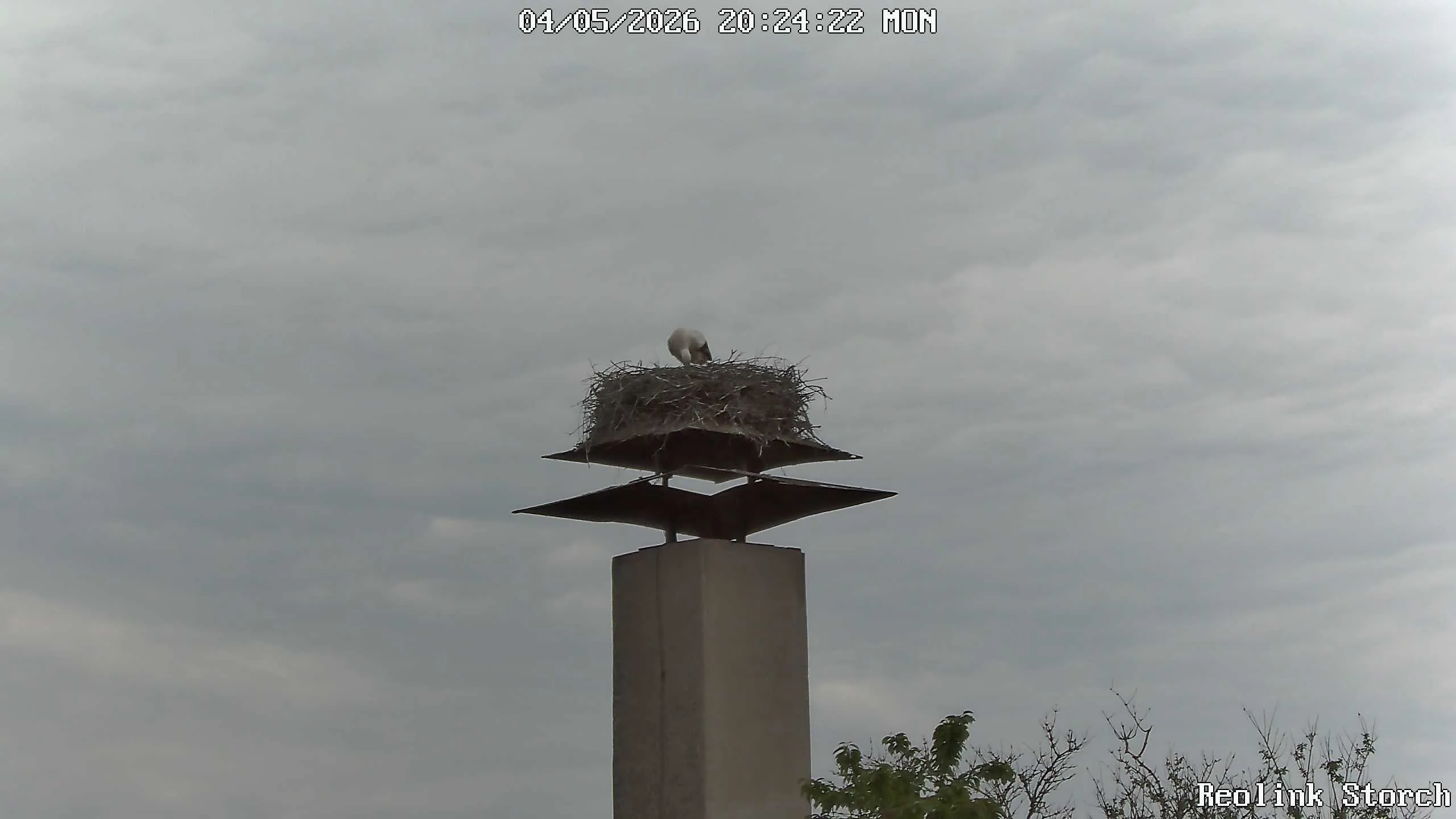 Storchencam Bild