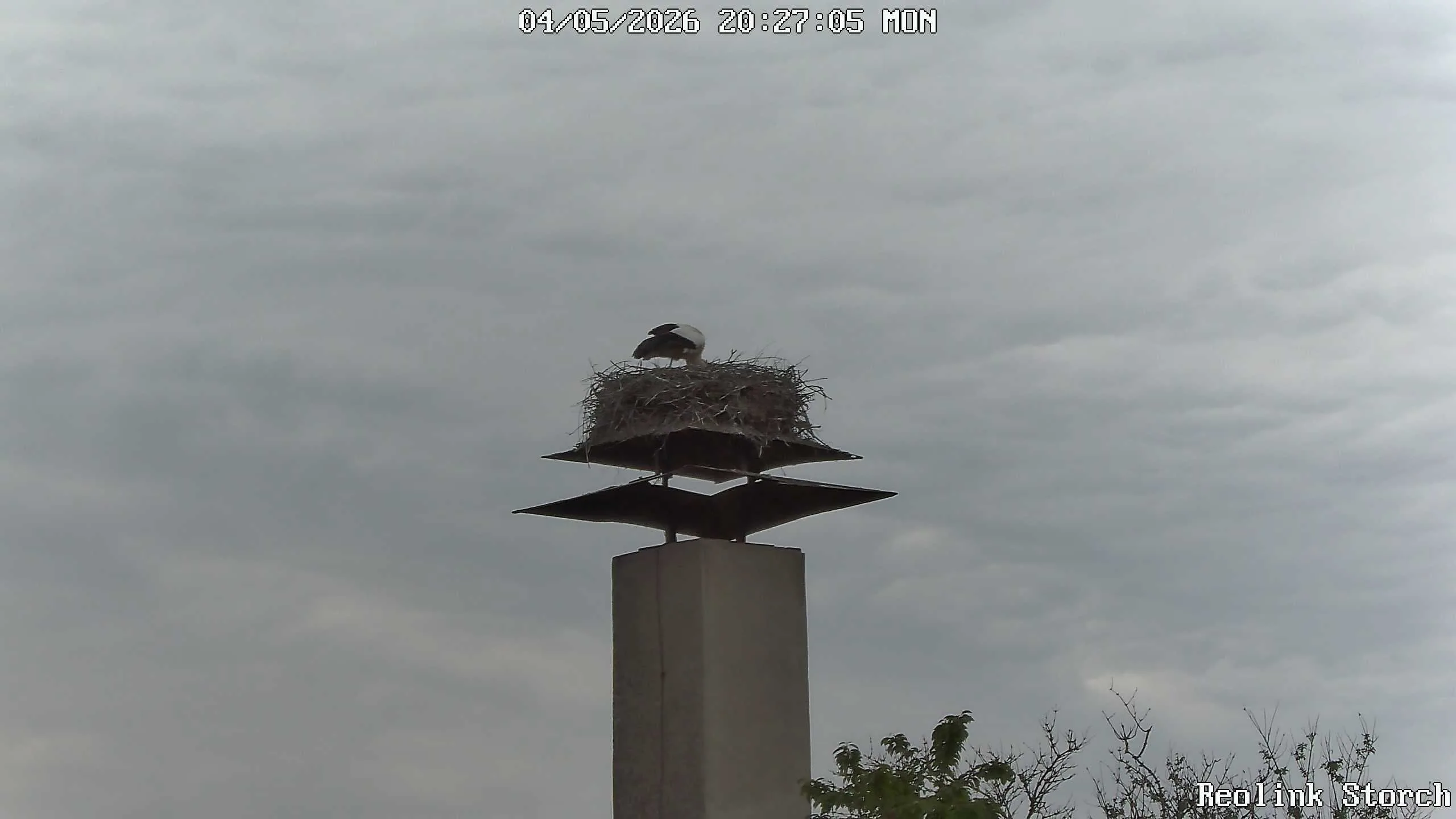 Storchencam Bild