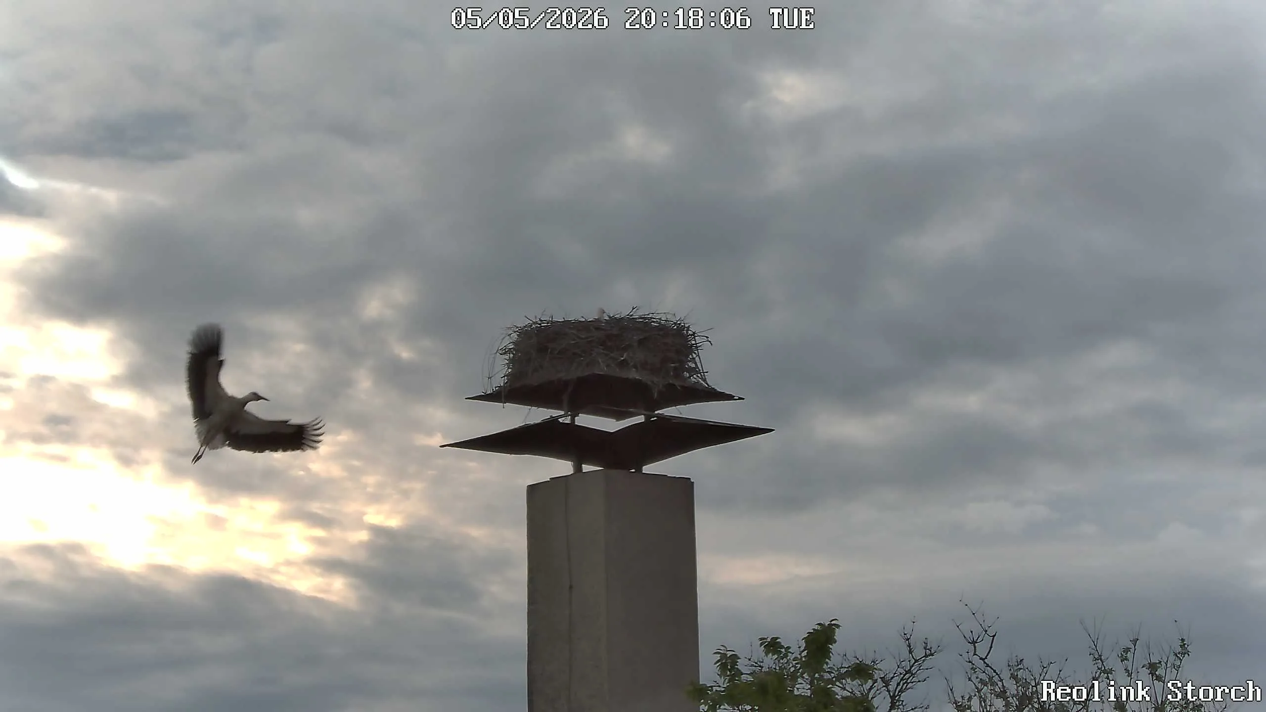 Storchencam Bild