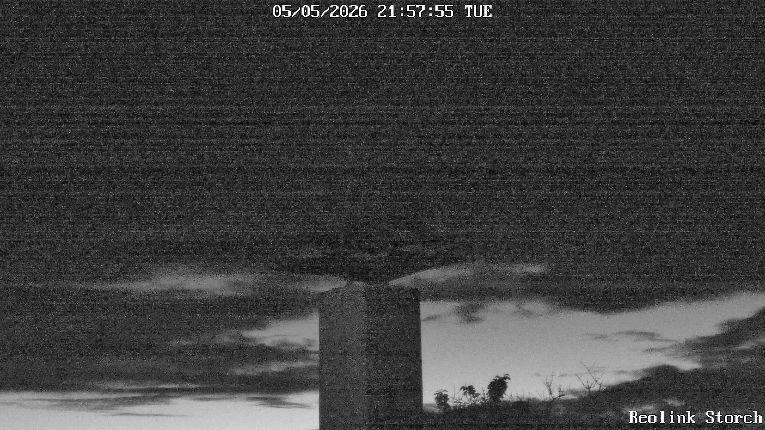 Storchencam Bild