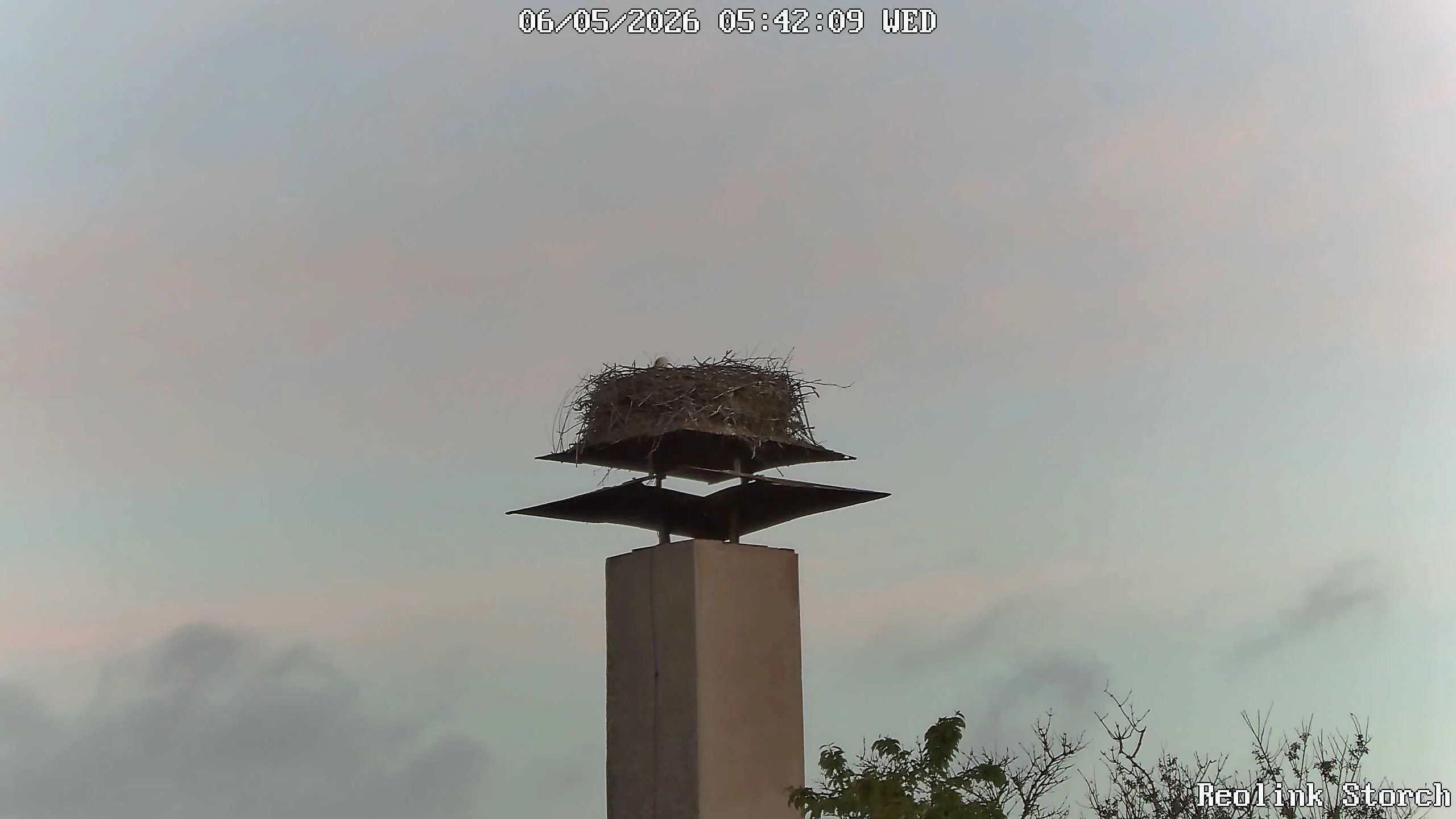 Storchencam Bild