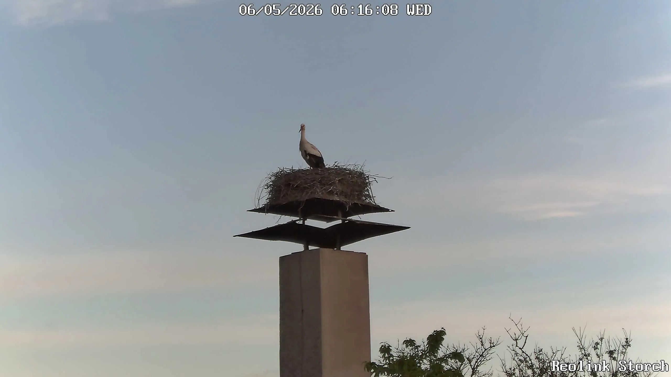 Storchencam Bild