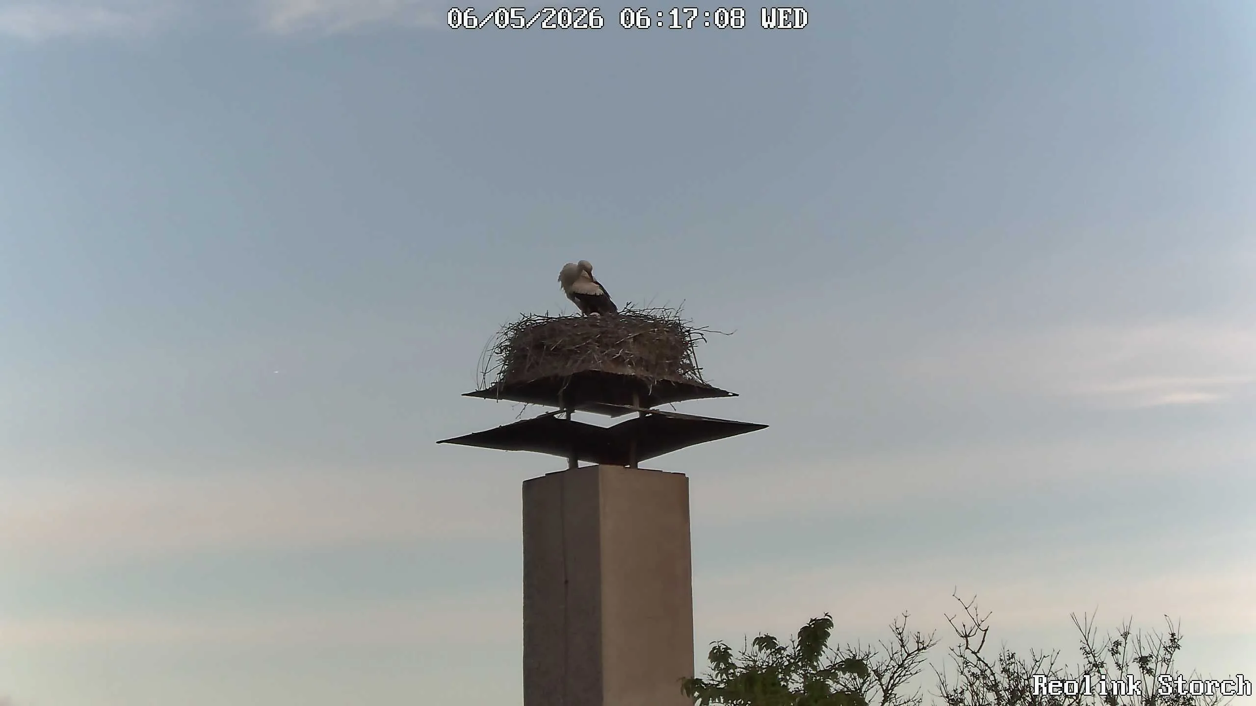 Storchencam Bild