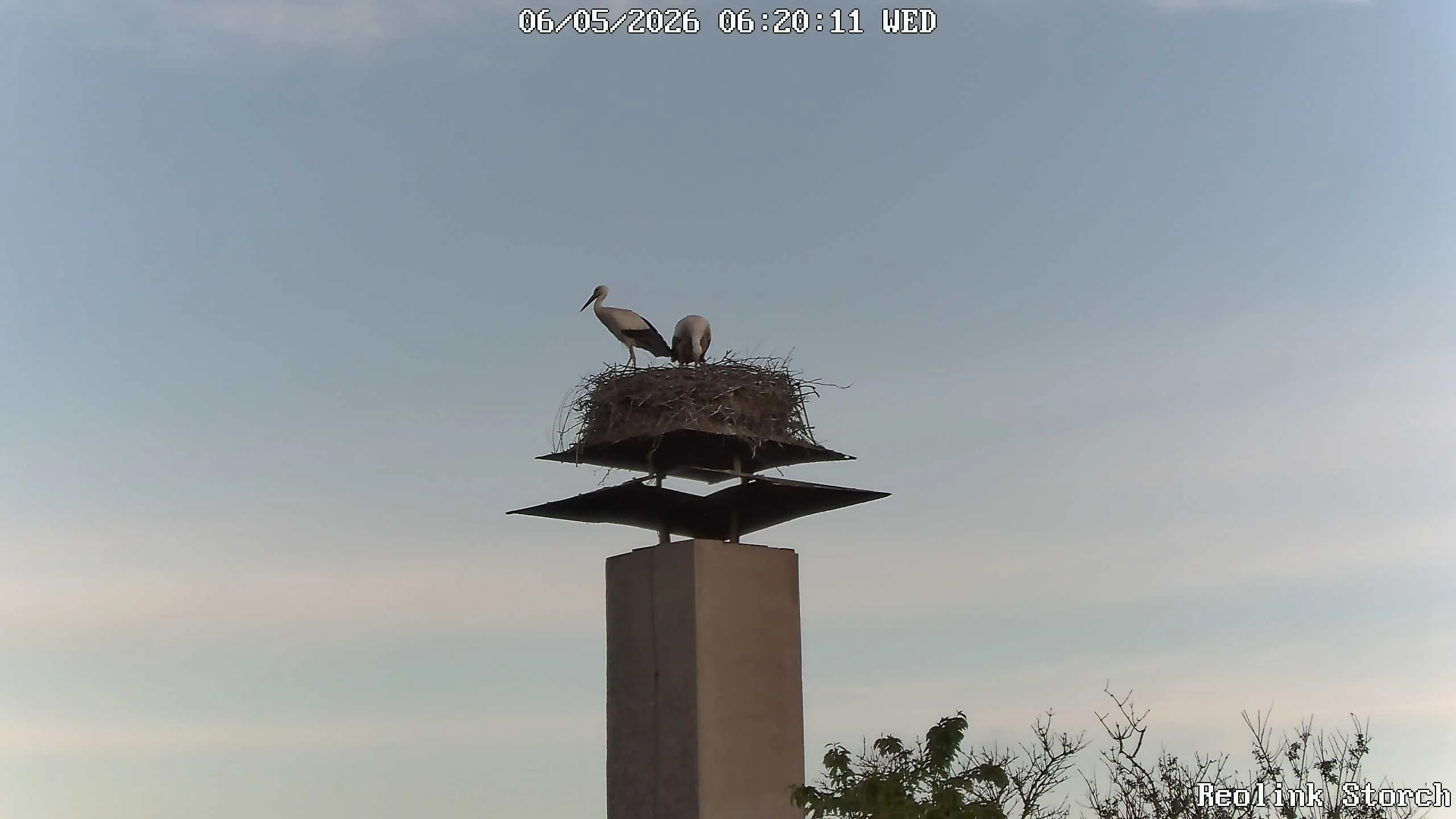 Storchencam Bild