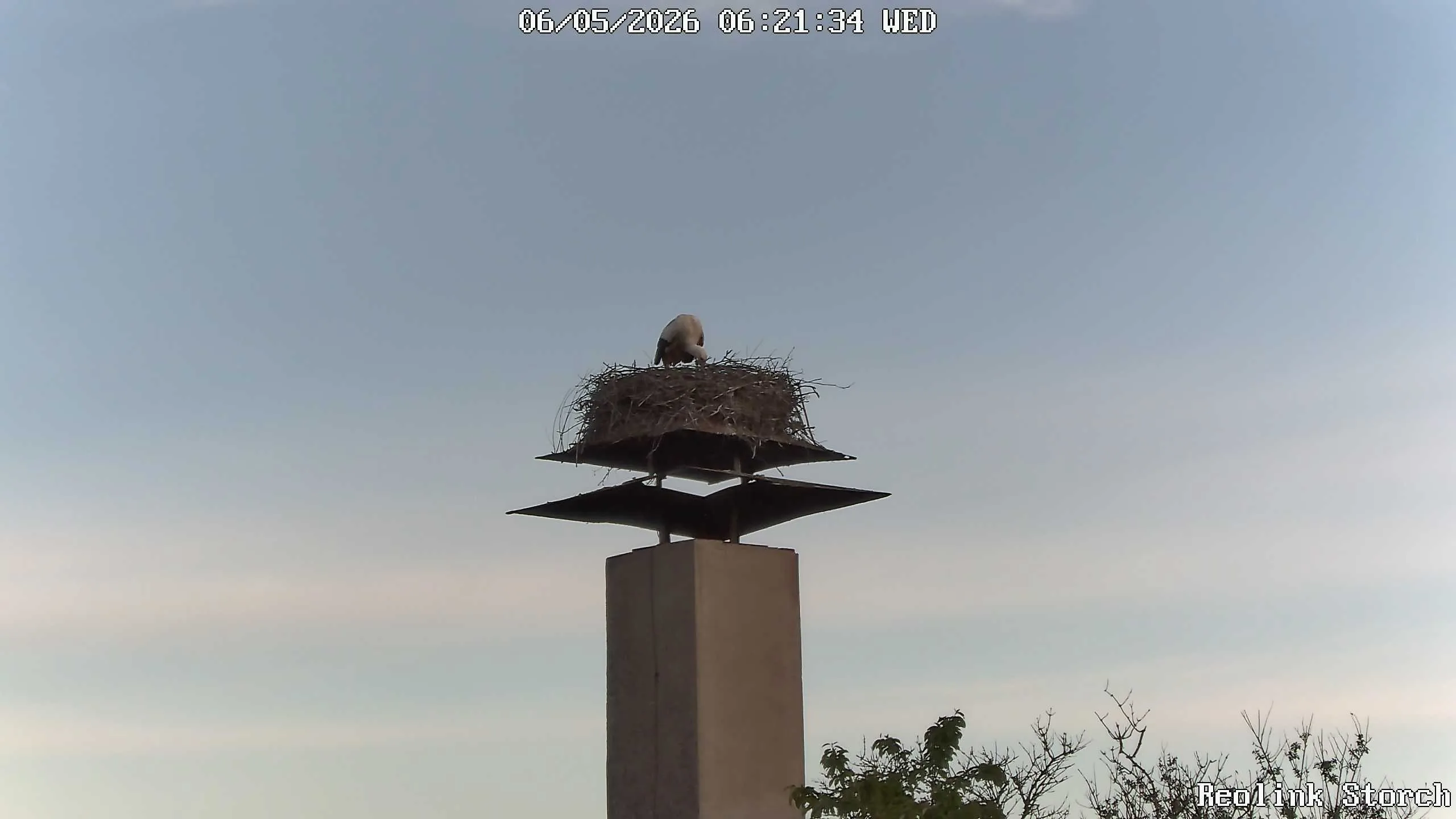 Storchencam Bild