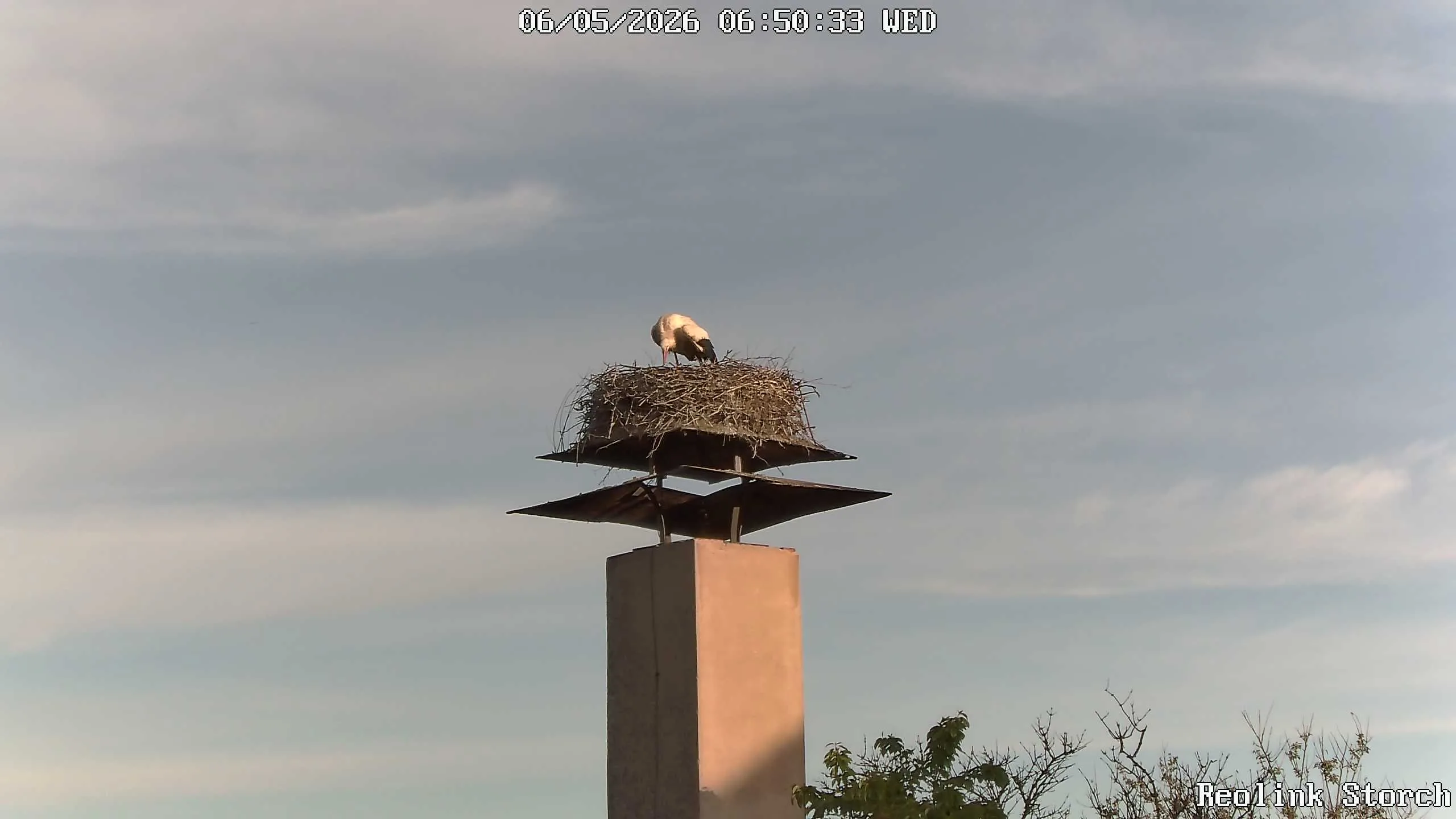 Storchencam Bild