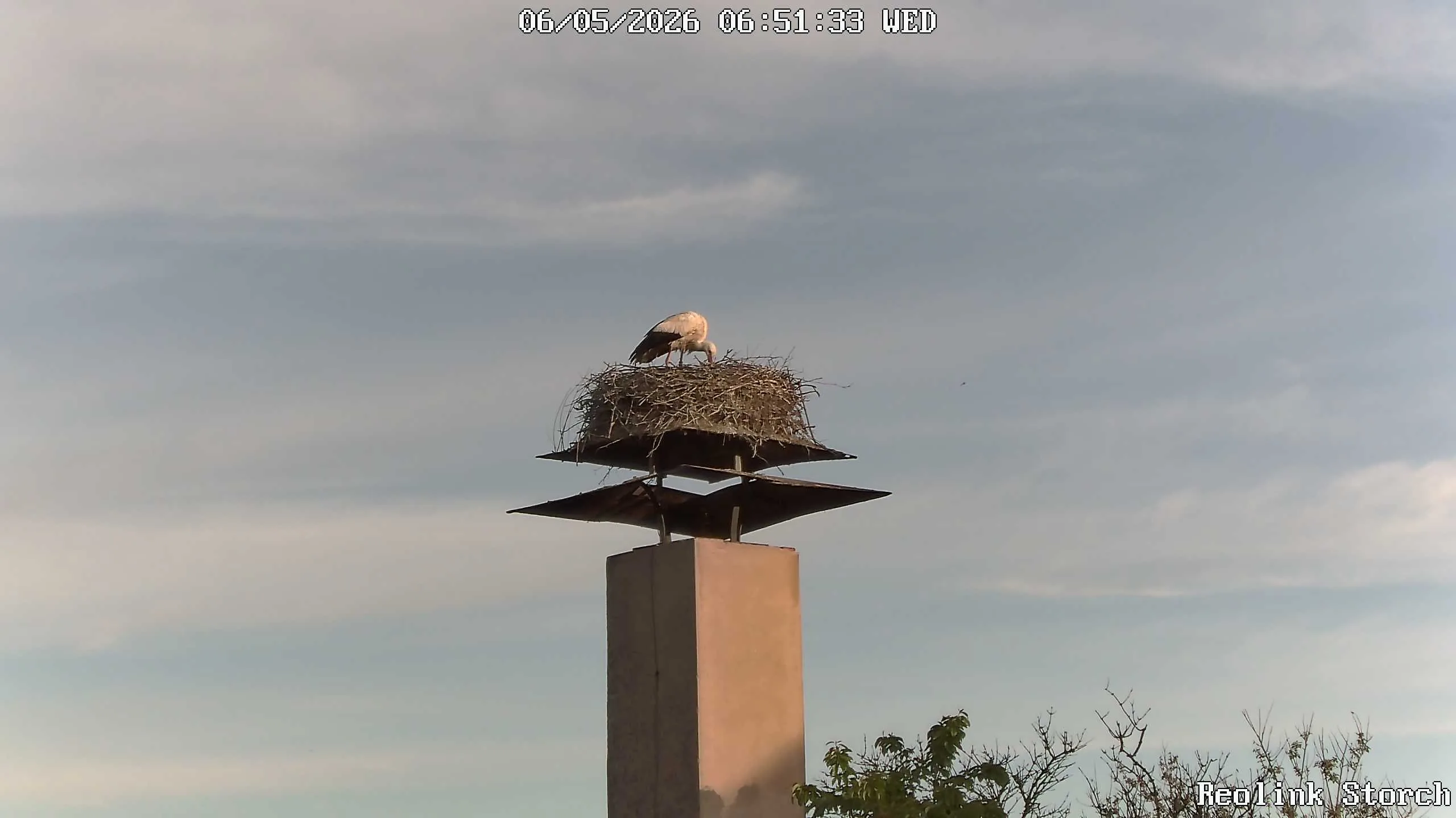 Storchencam Bild