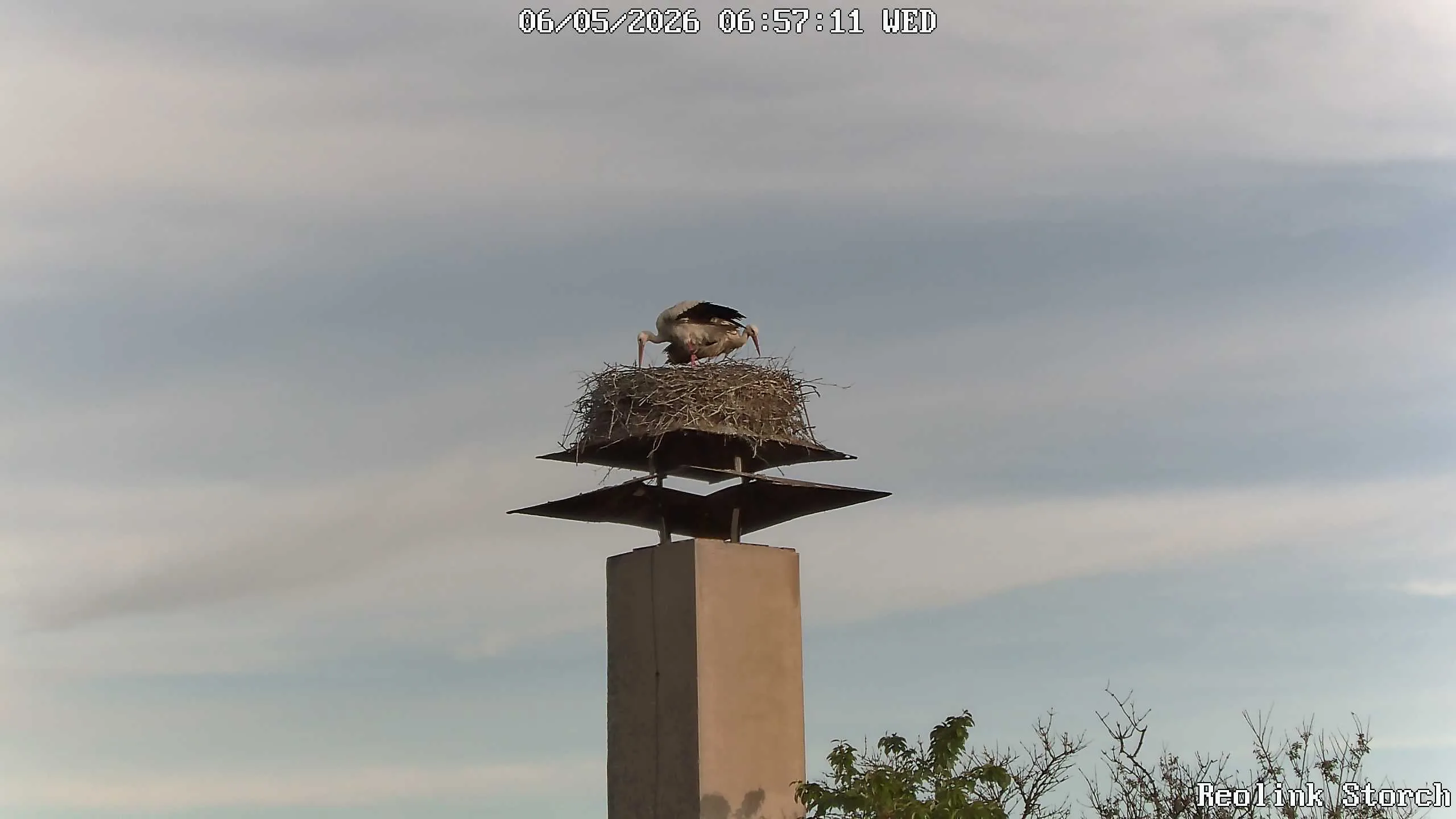 Storchencam Bild