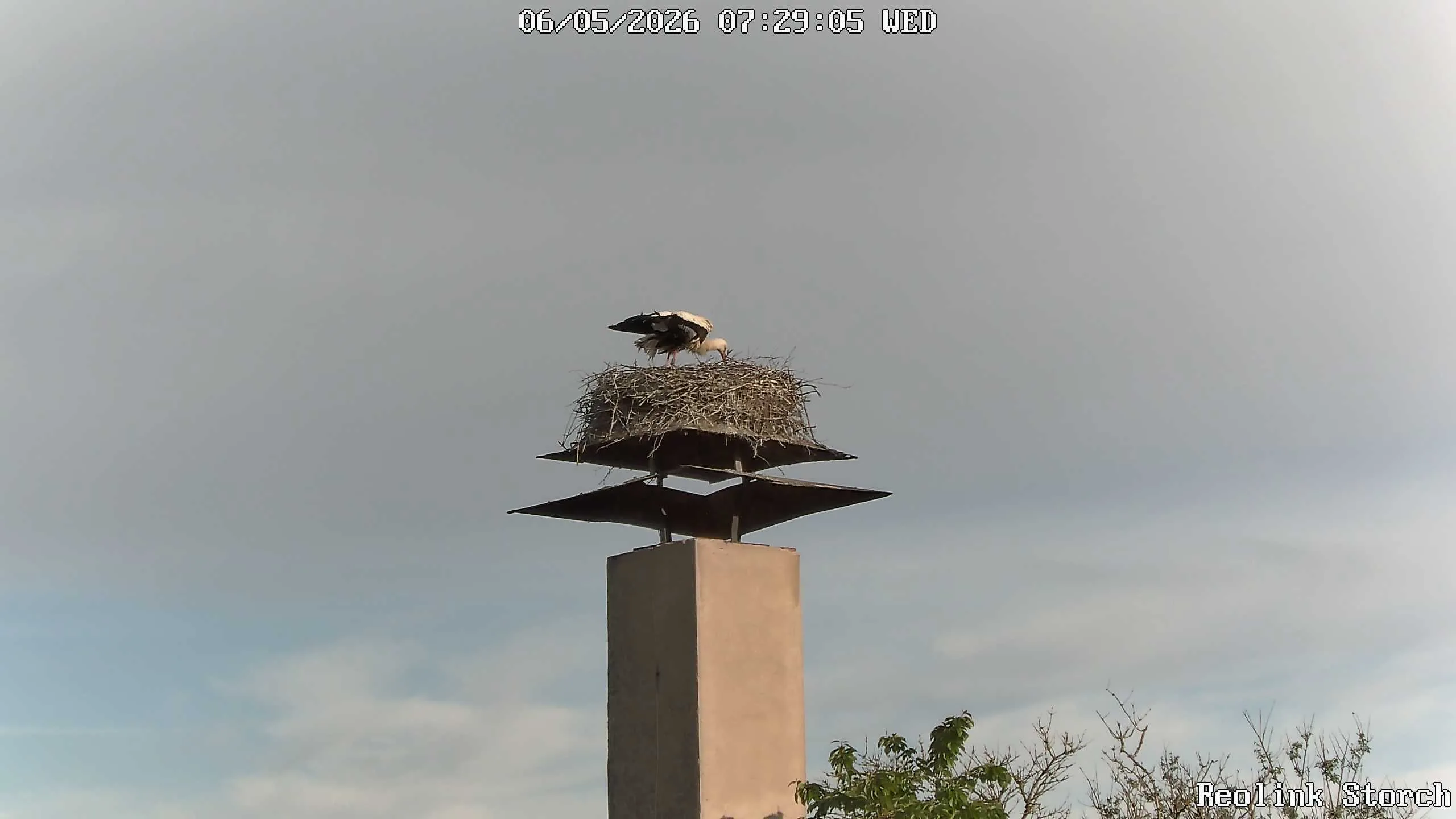 Storchencam Bild