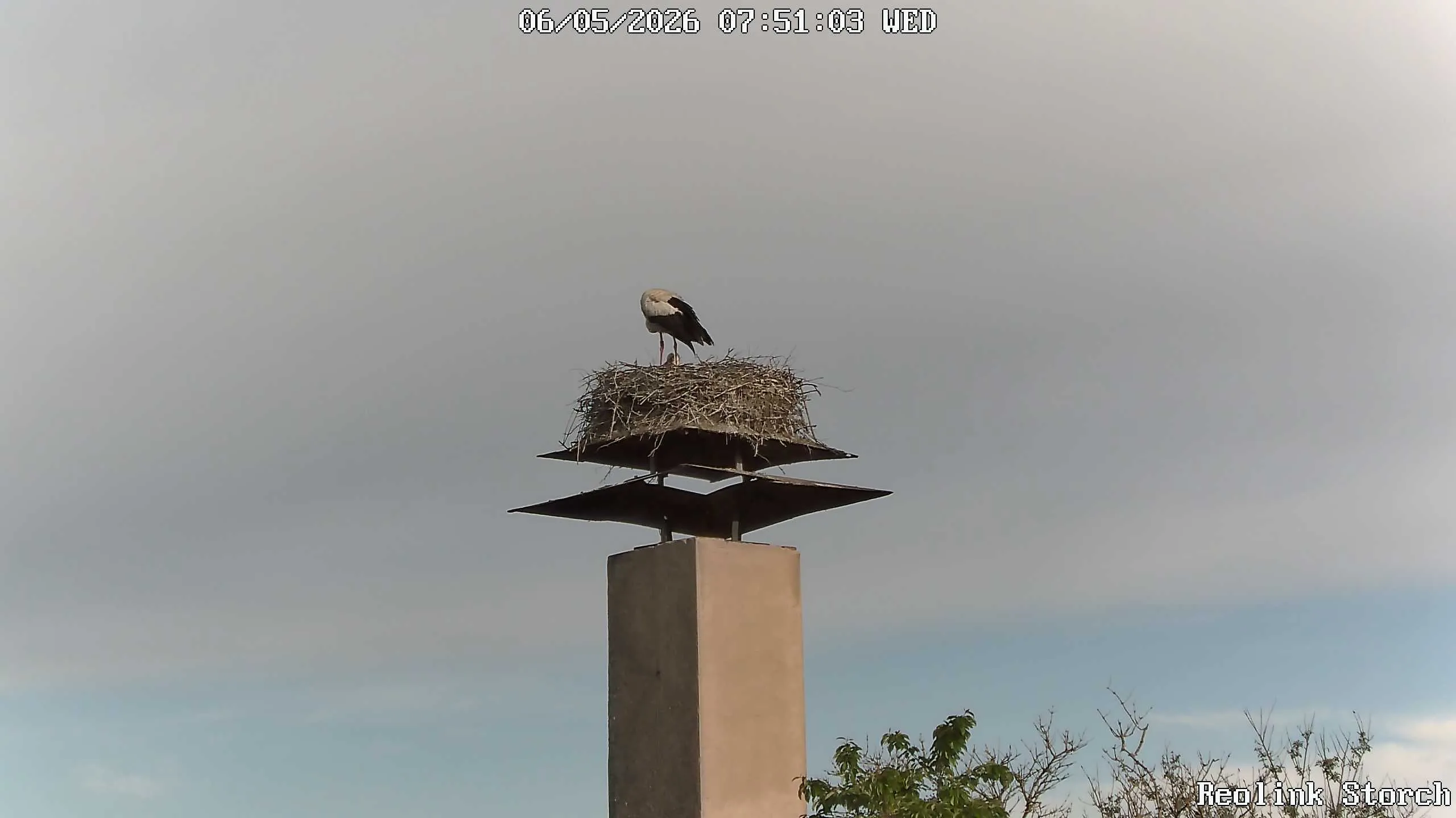 Storchencam Bild