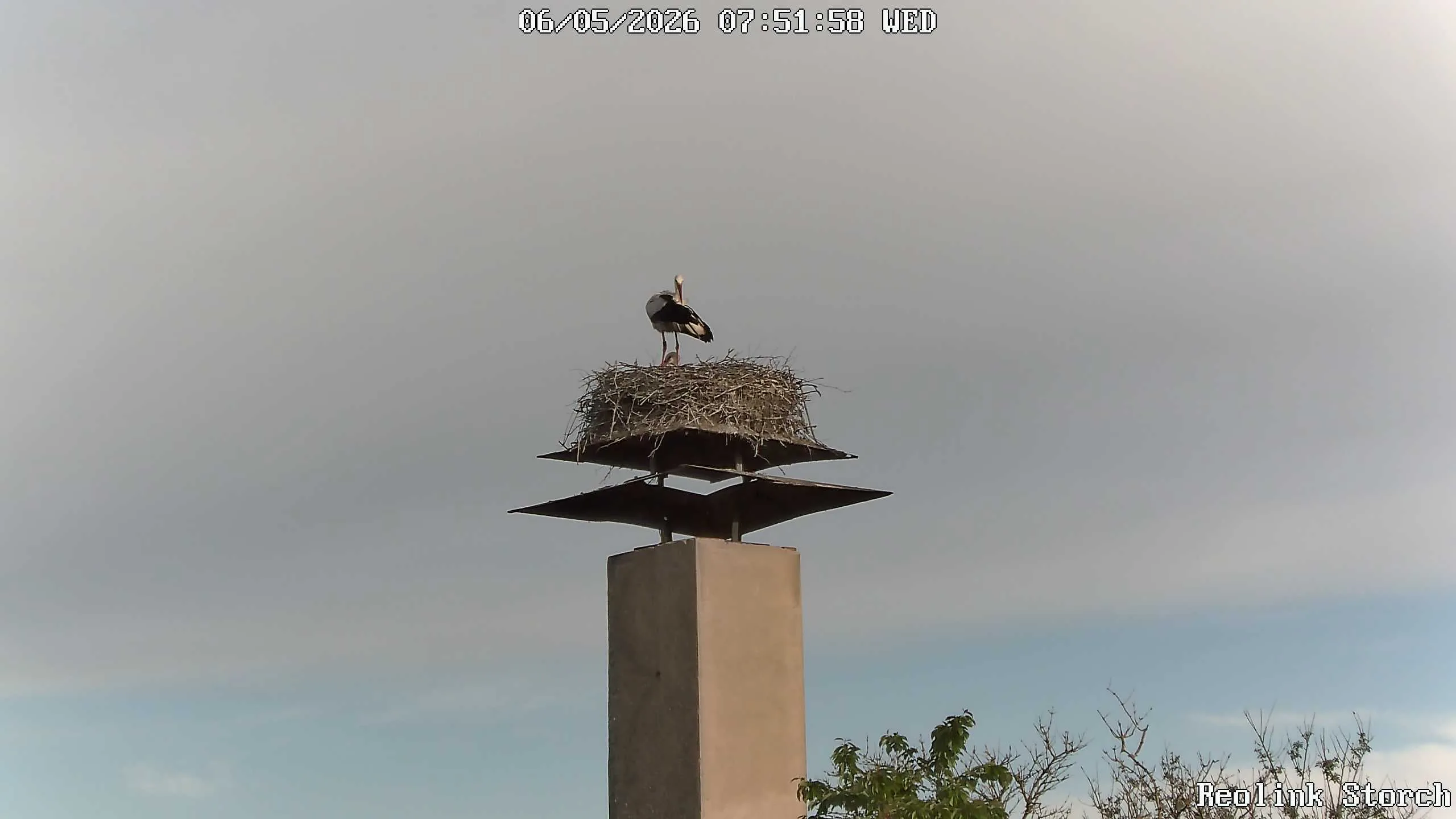Storchencam Bild