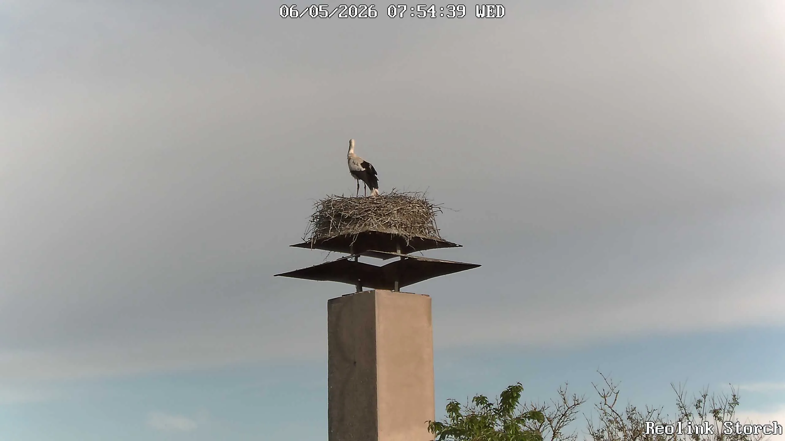 Storchencam Bild