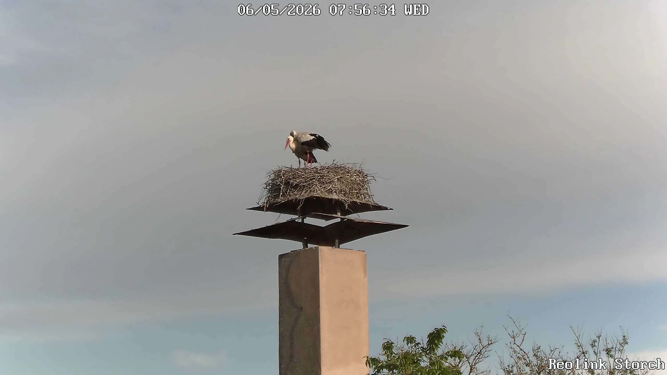 Storchencam Bild