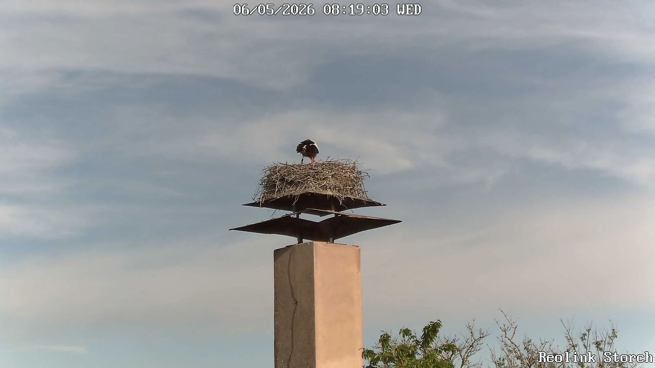 Storchencam Bild