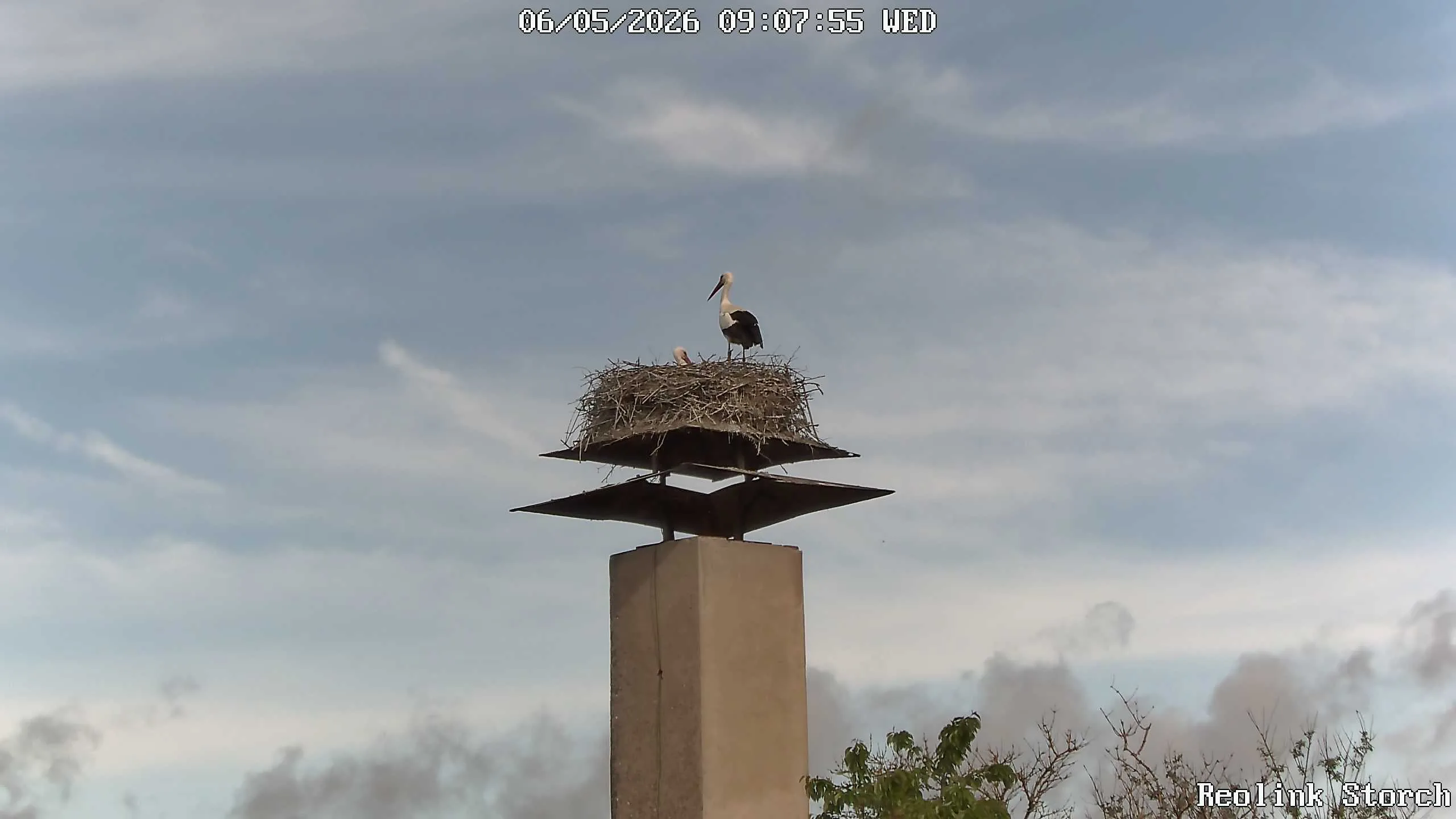 Storchencam Bild