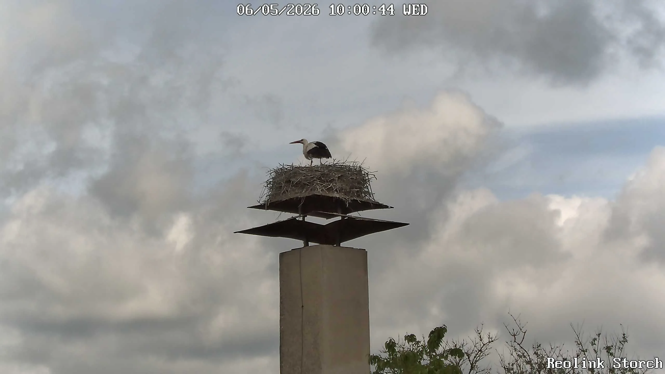 Storchencam Bild