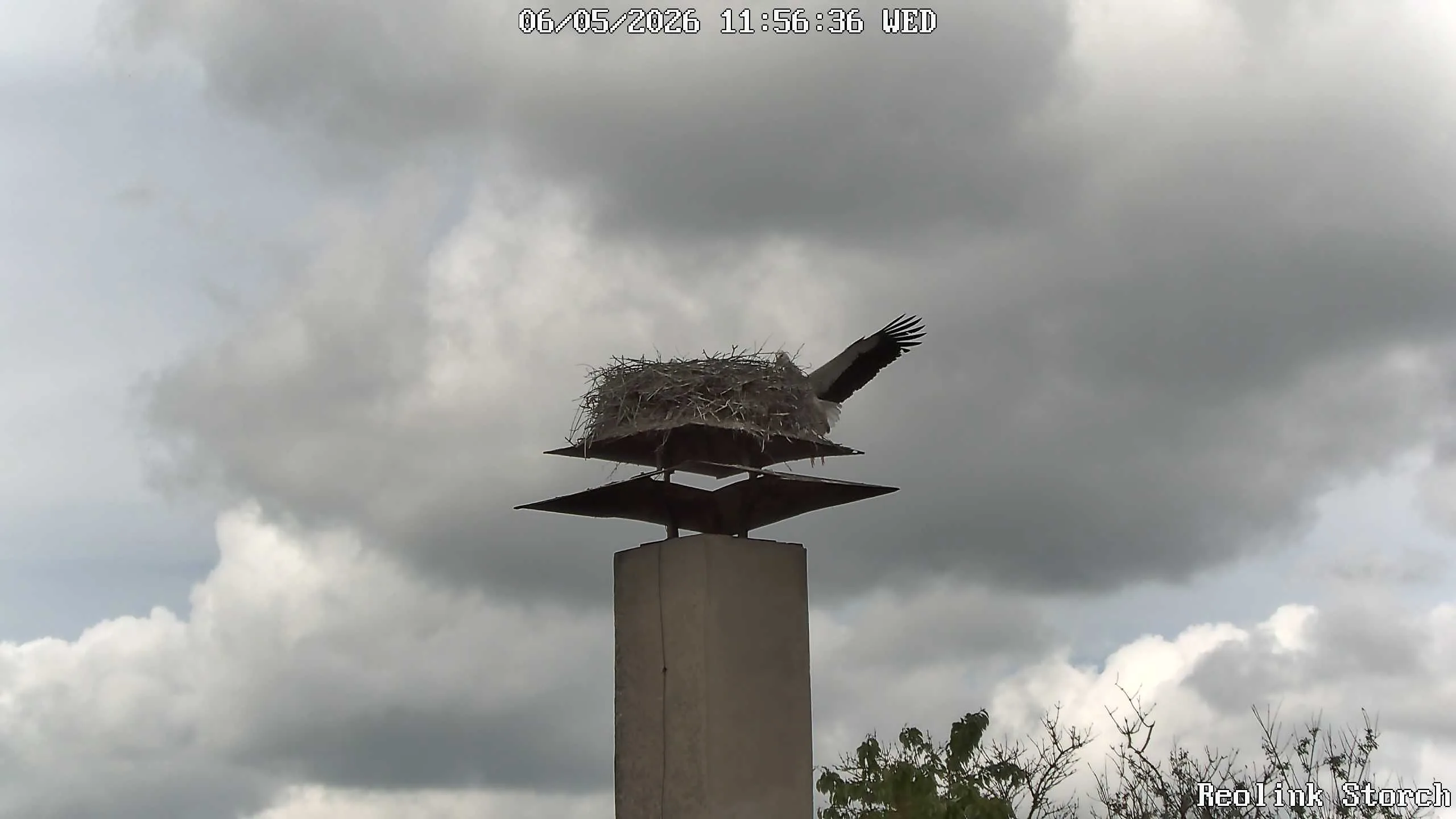 Storchencam Bild
