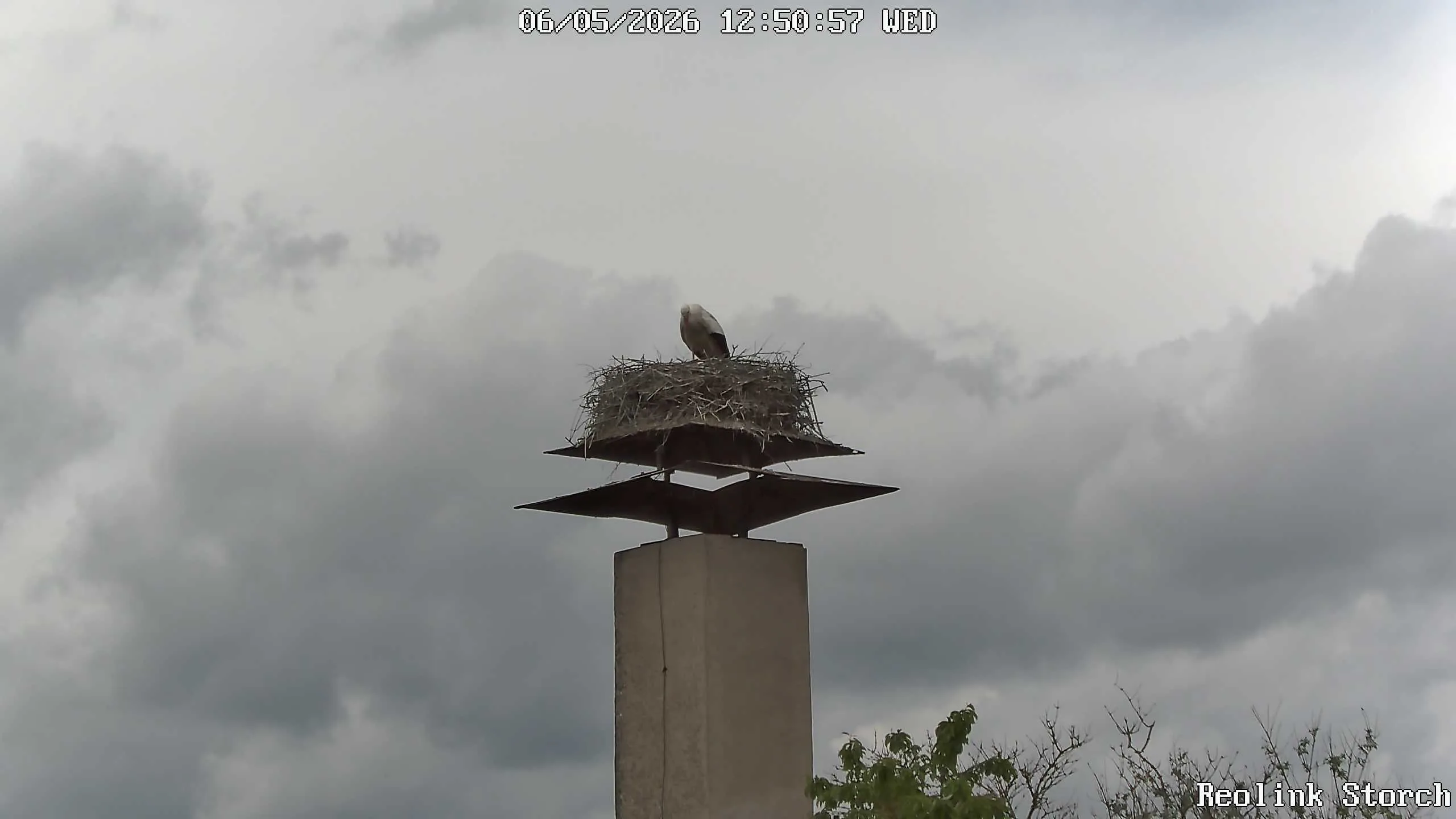 Storchencam Bild