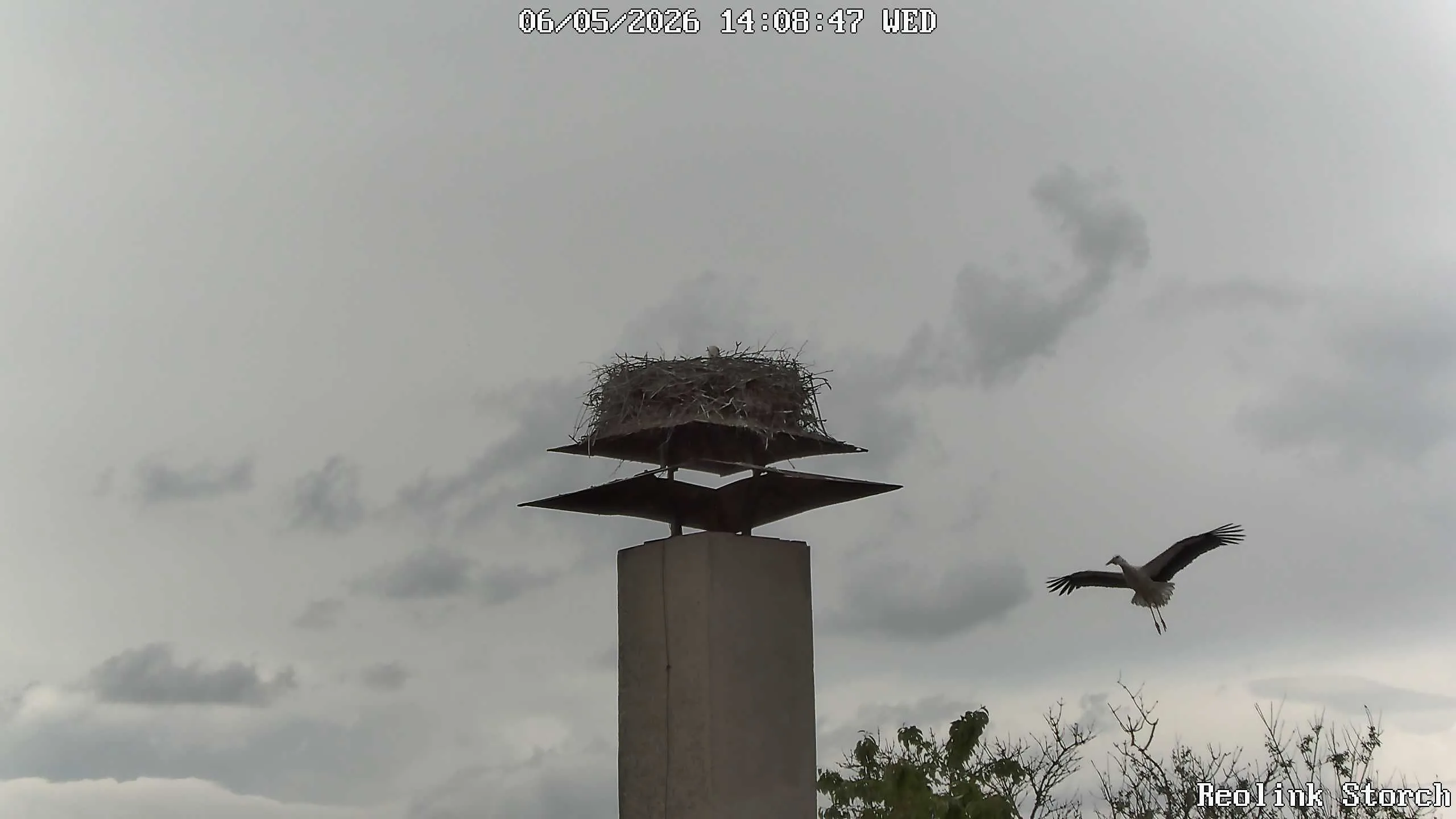 Storchencam Bild
