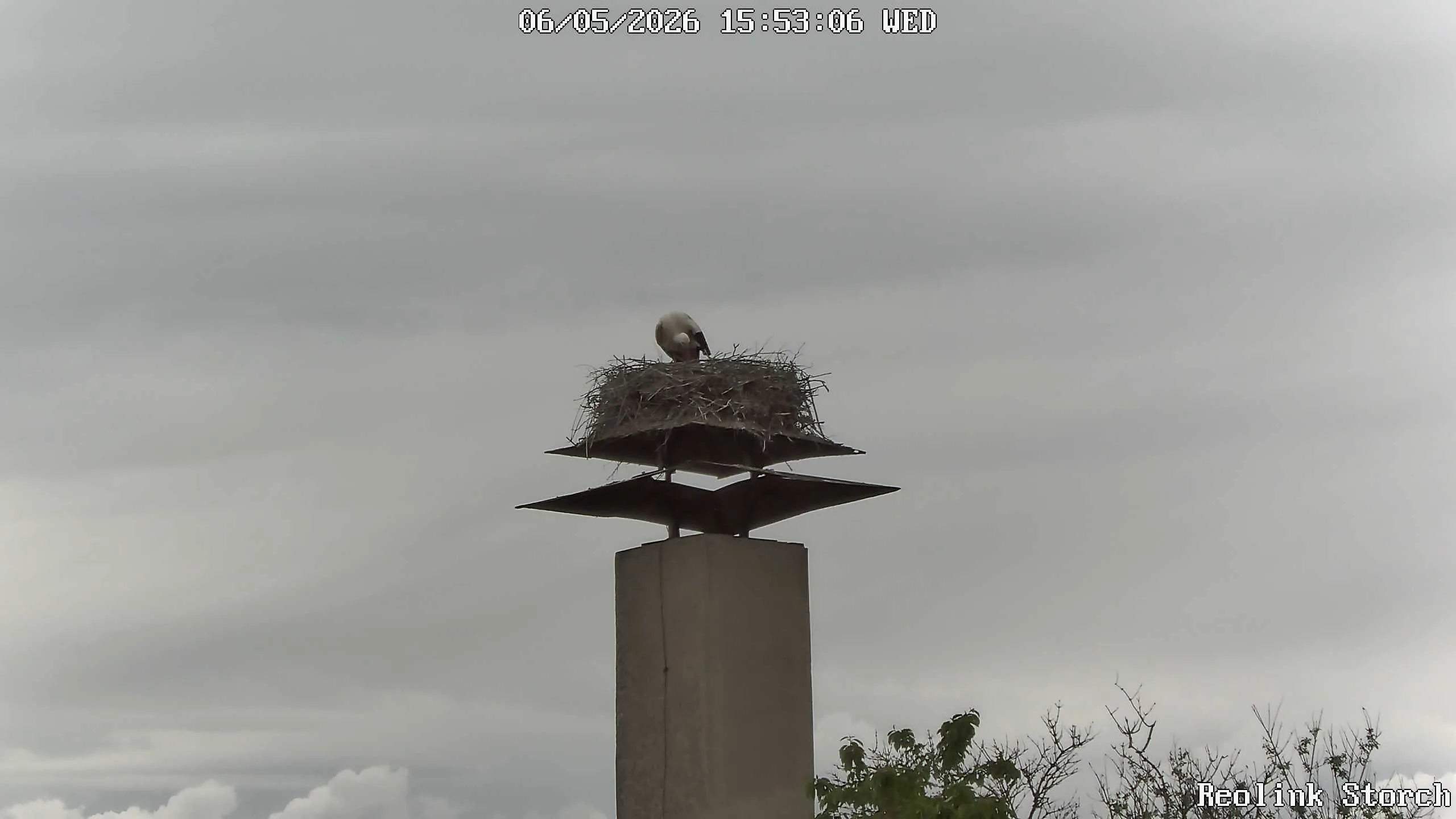 Storchencam Bild