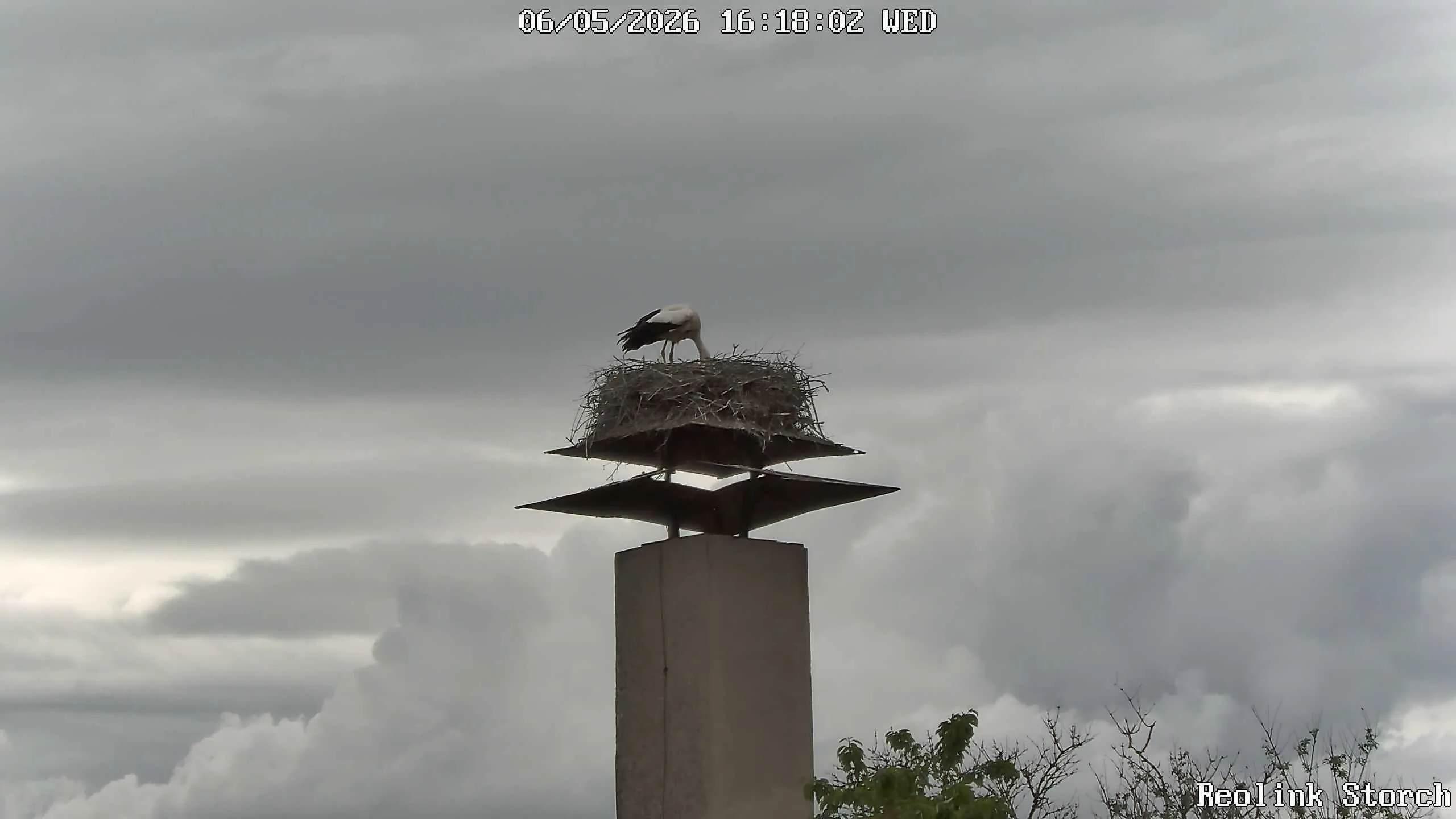 Storchencam Bild