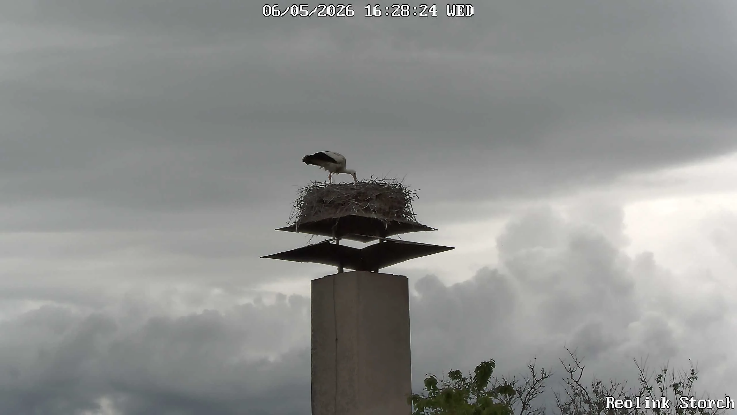 Storchencam Bild
